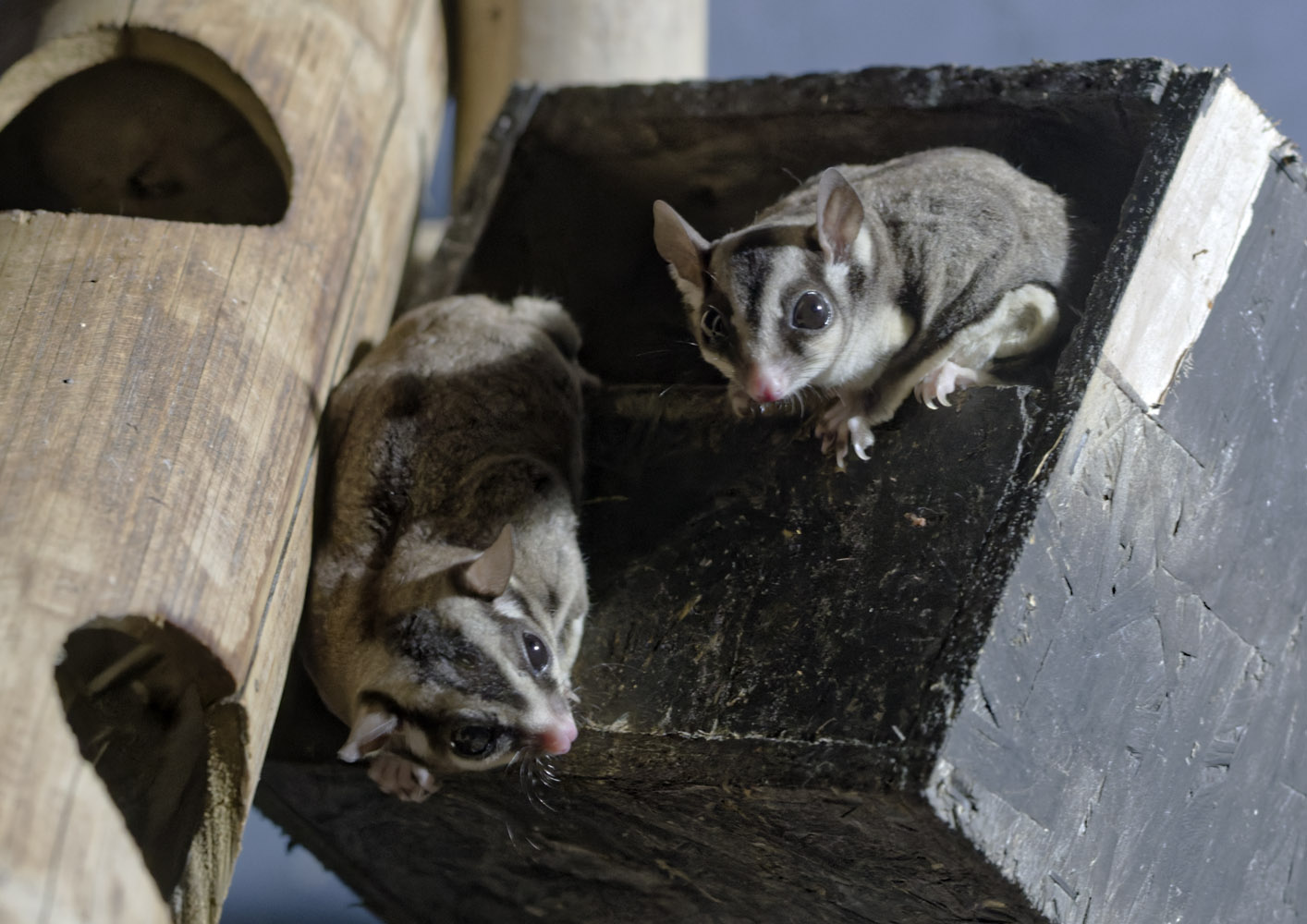 Sugar gliders