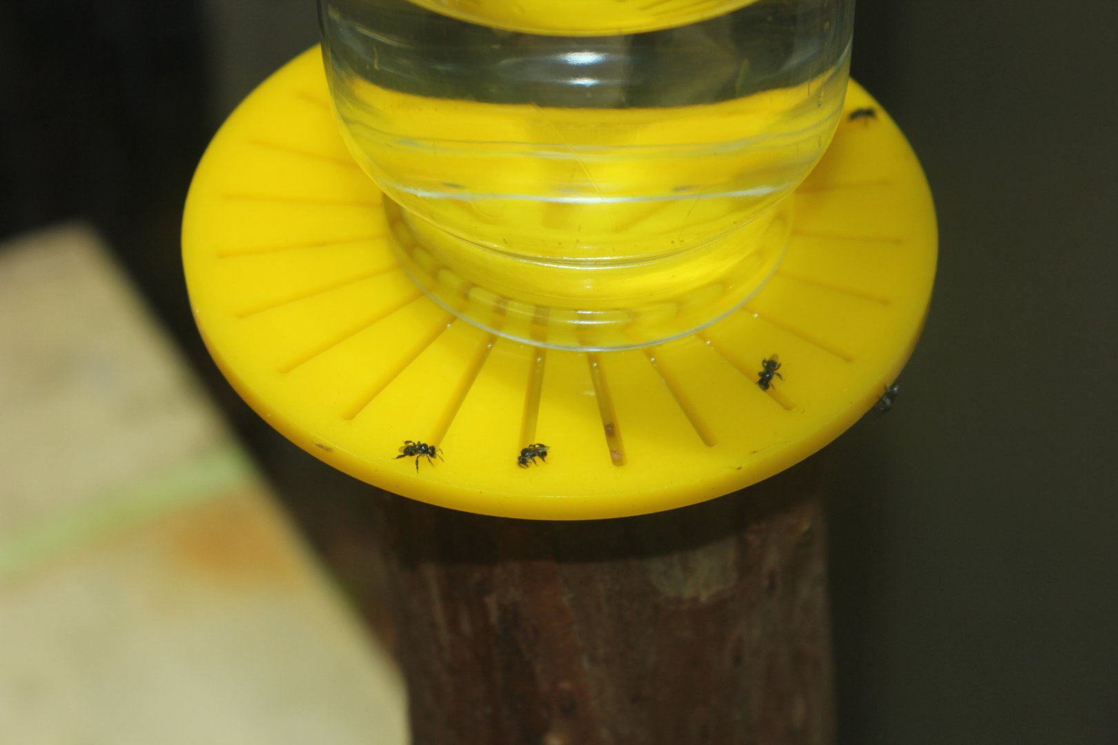 Sugarbag Bee (Tetragonula carbonaria)
