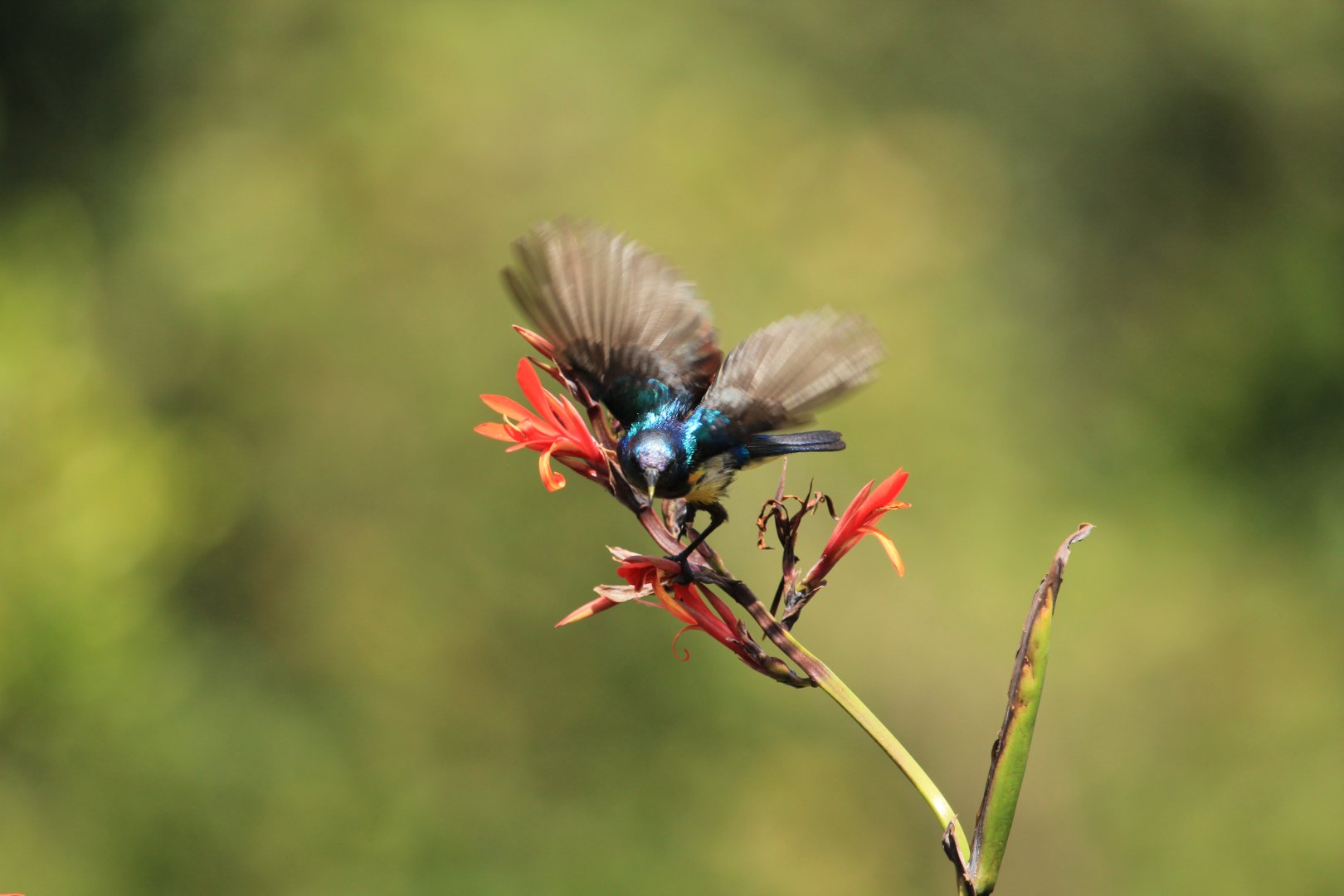 Sugarbird - Great Rift Valley (September 2018)