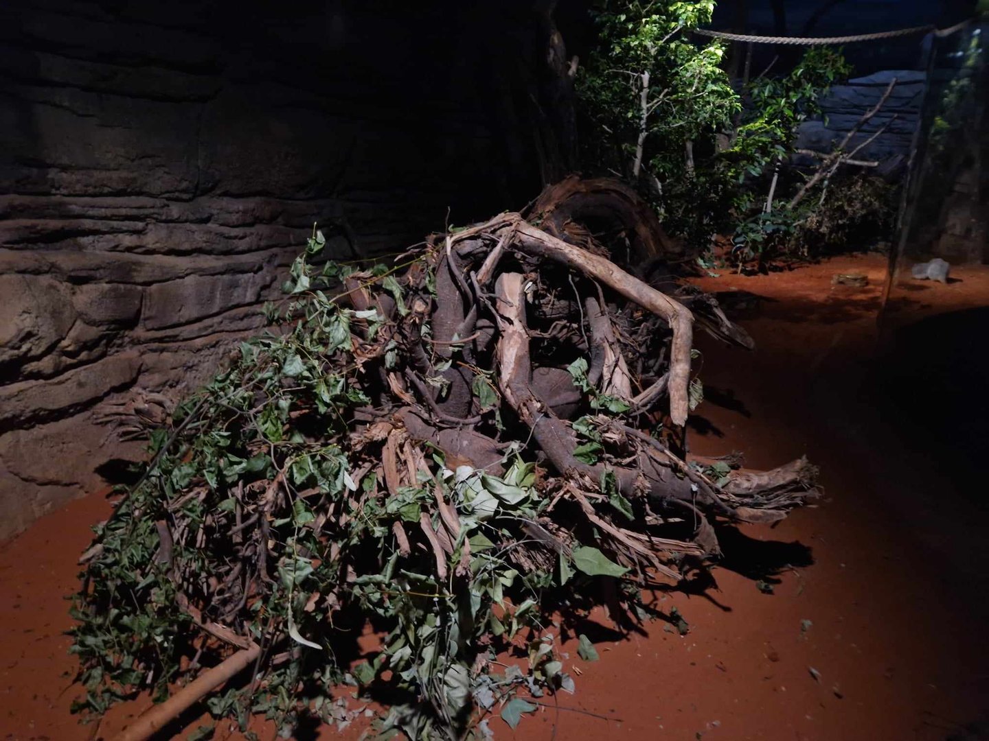 Sugger Glider/Common Brush-tailed Possum/ Brush-tailed Bettong exhibit