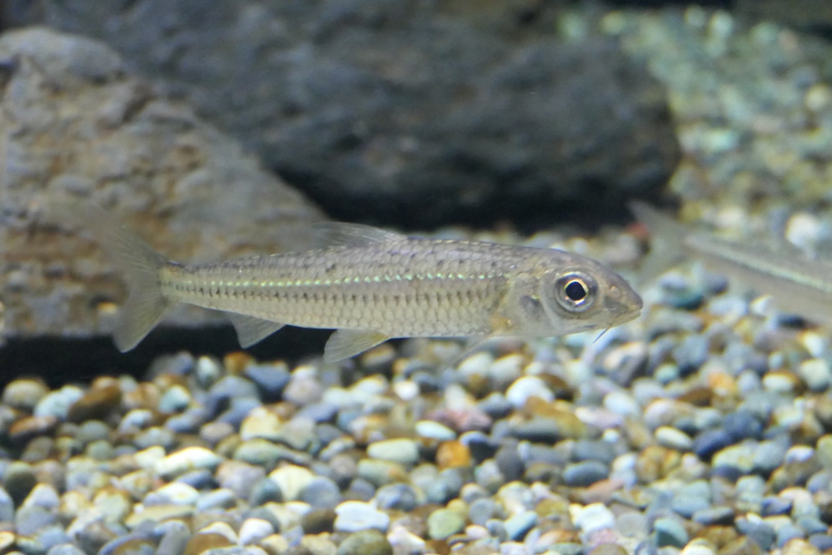 Sugo-moroko (Squalidus chankaensis biwae) - Lake Biwa Museum