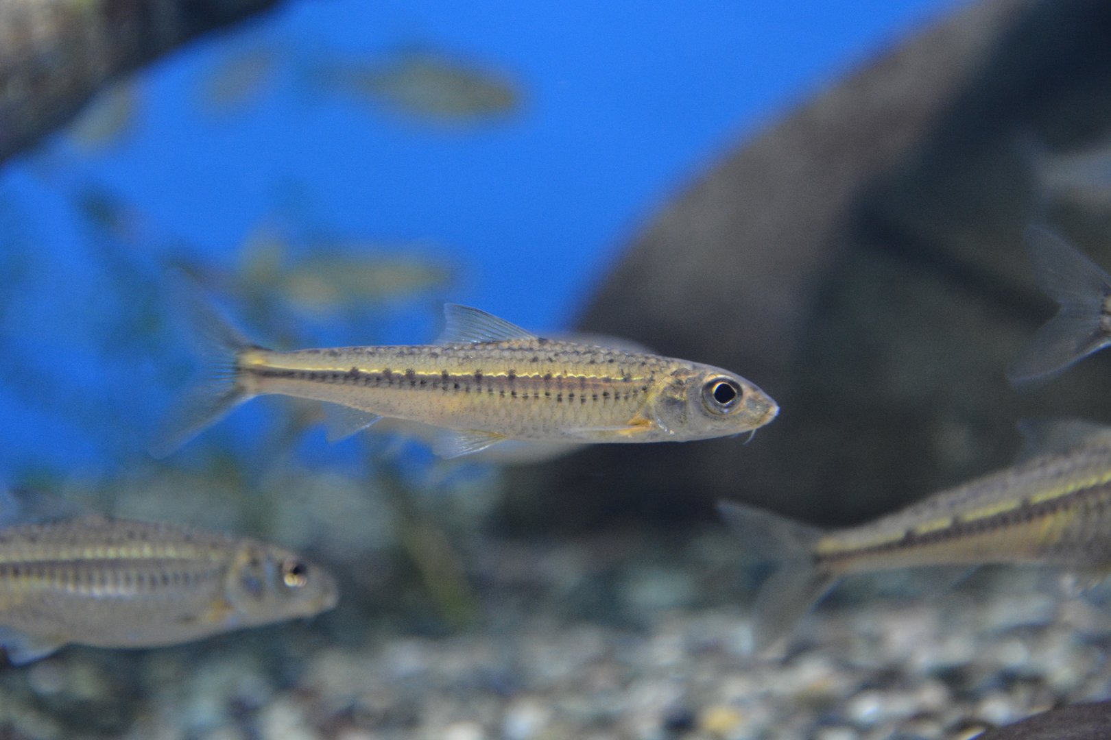 Sugo moroko (Squalidus chankaensis biwae)