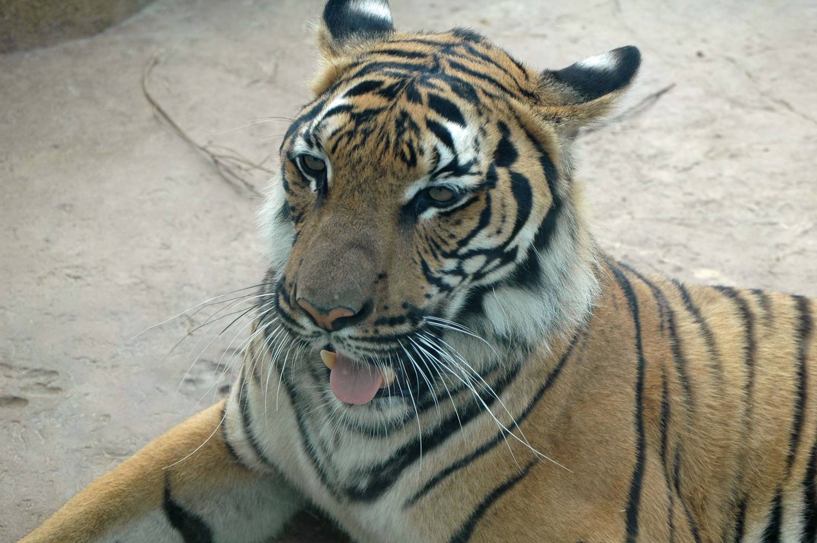 Suhana the female Malayan Tiger (Panthera tigris jacksoni)