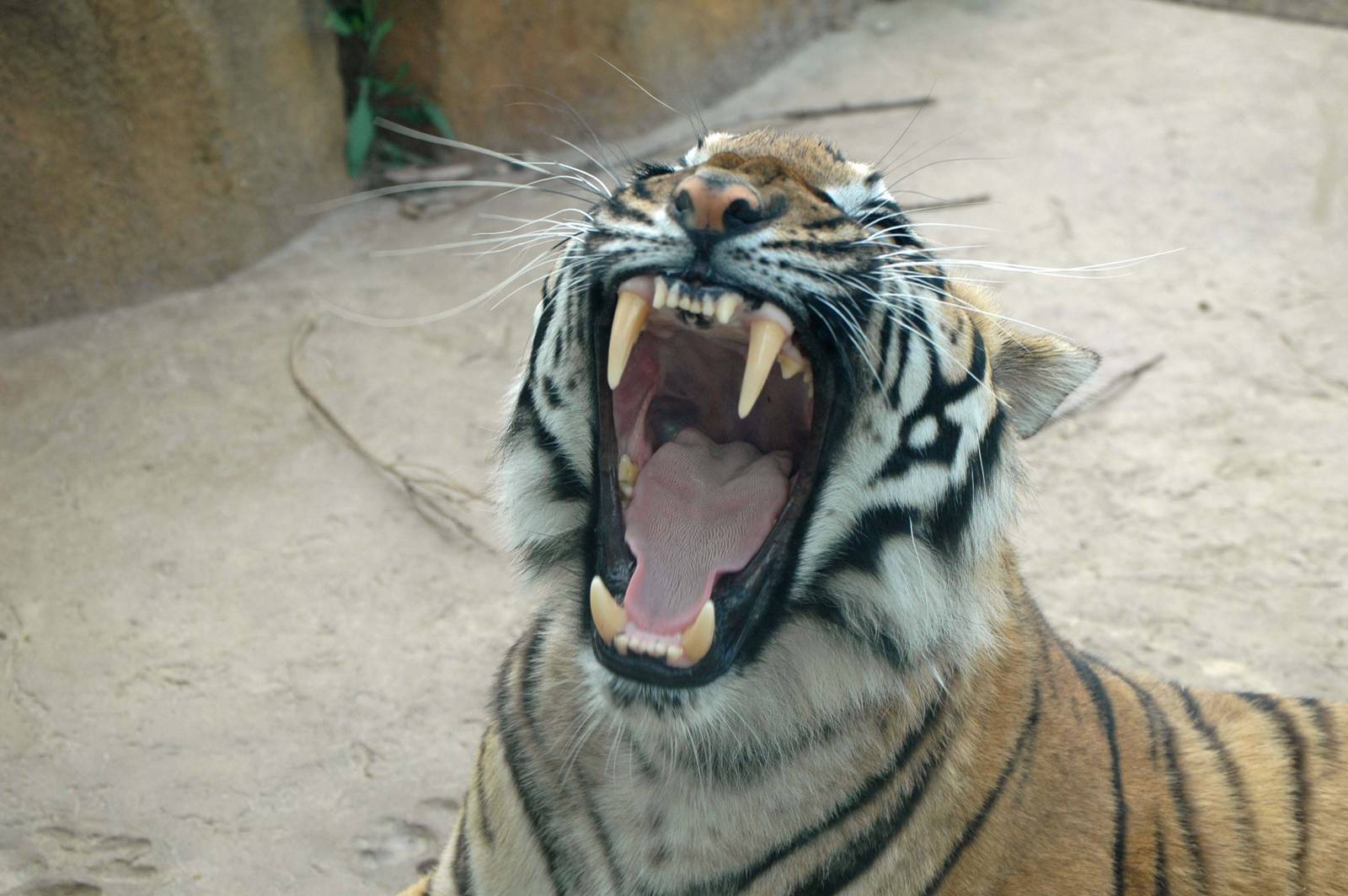 Suhana the female Malayan Tiger (Panthera tigris jacksoni)
