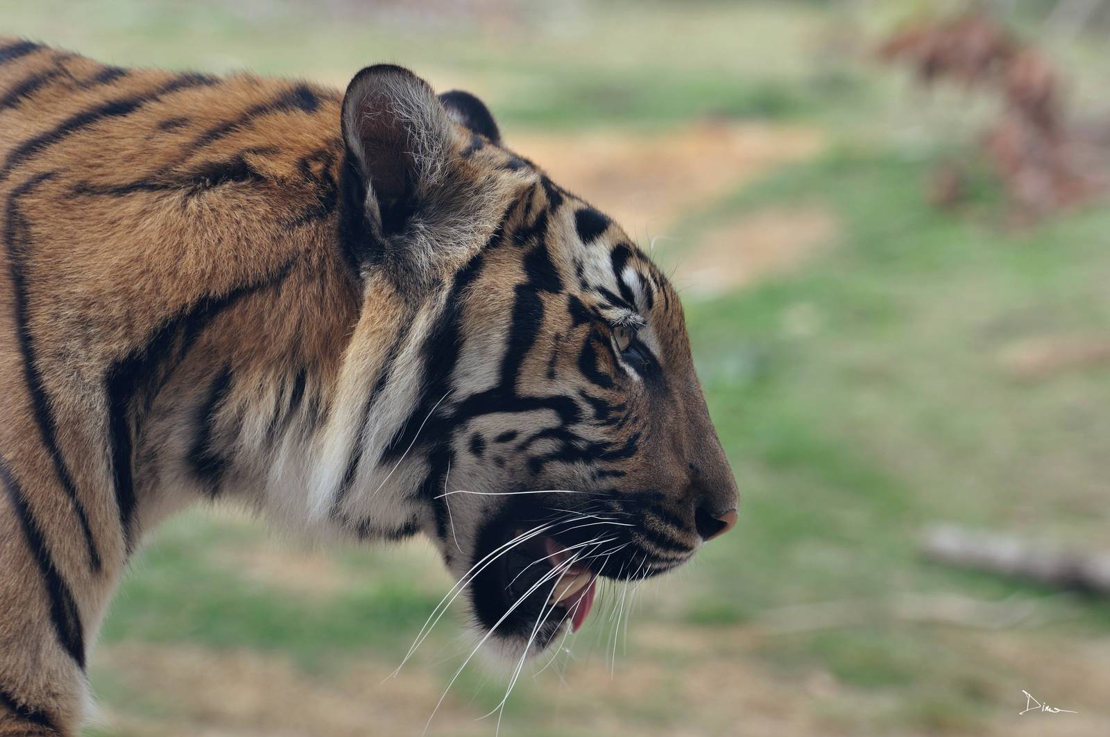 Suhana the female Malayan Tiger (Panthera tigris jacksoni)