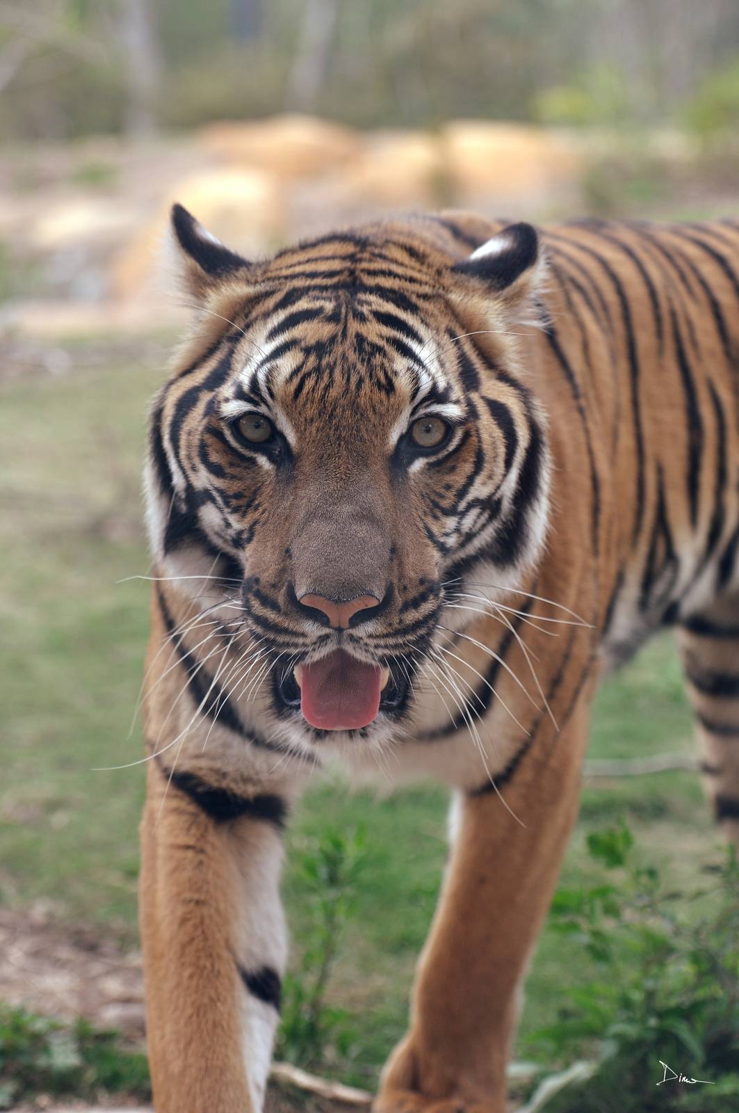 Suhana the female Malayan Tiger (Panthera tigris jacksoni)