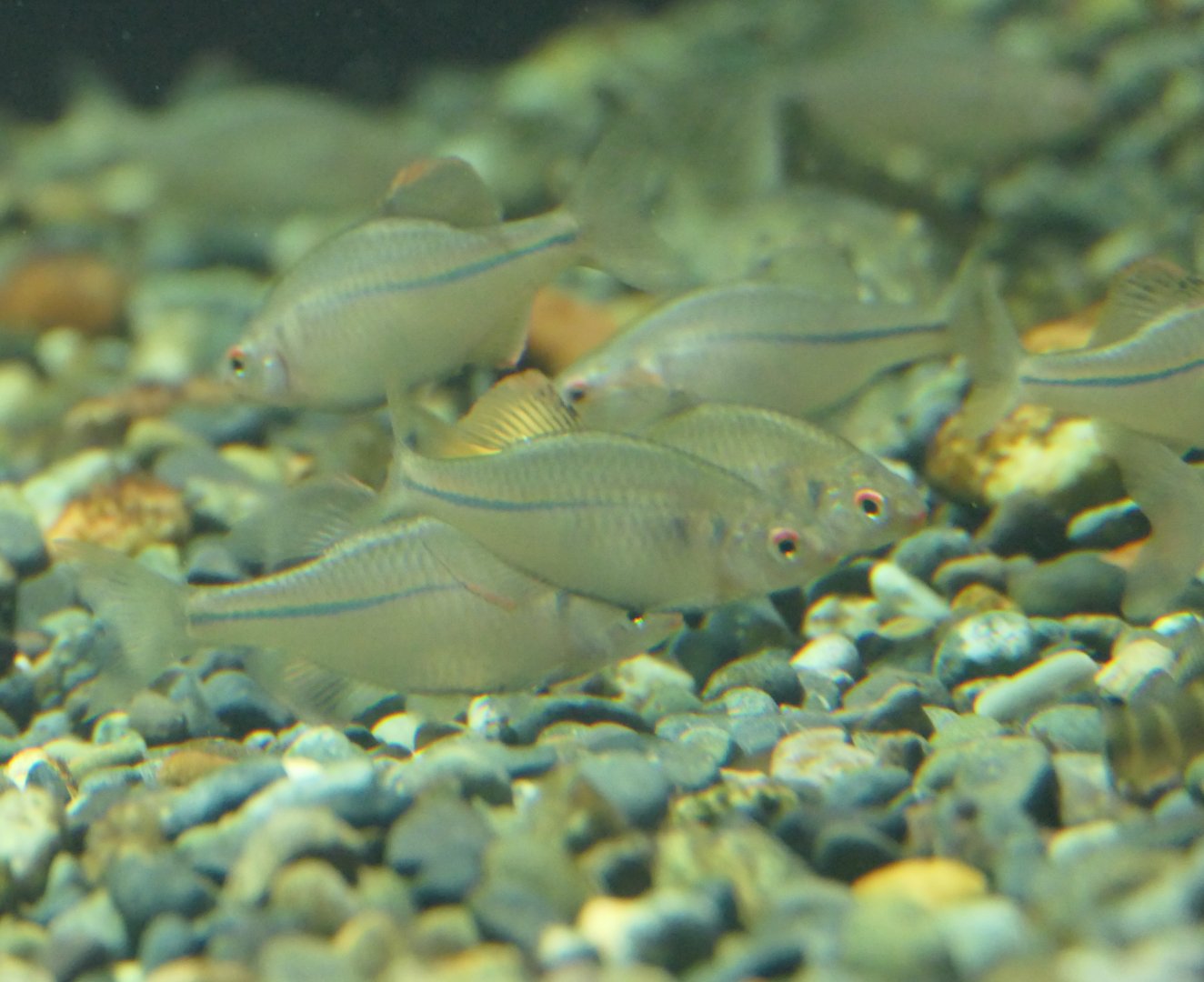 Suigenzeni-tanago (Rhodeus smithii smithii "Sanyo population") - Lake Biwa Museum