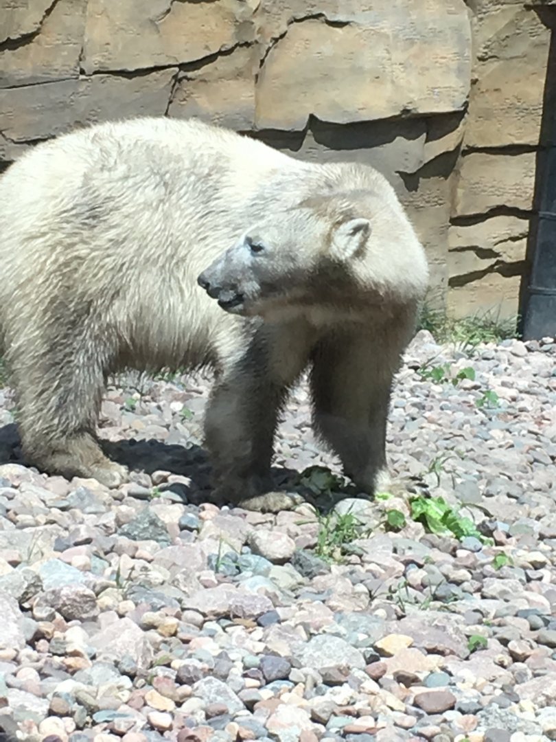 Suka Eating | Henry Vilas Zoo | 2016