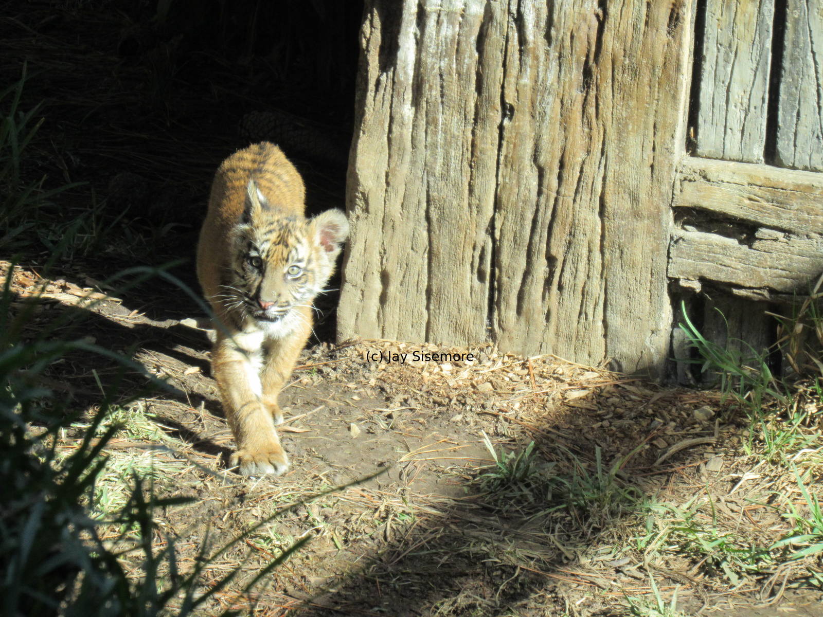 Suka, Sumatran Tiger