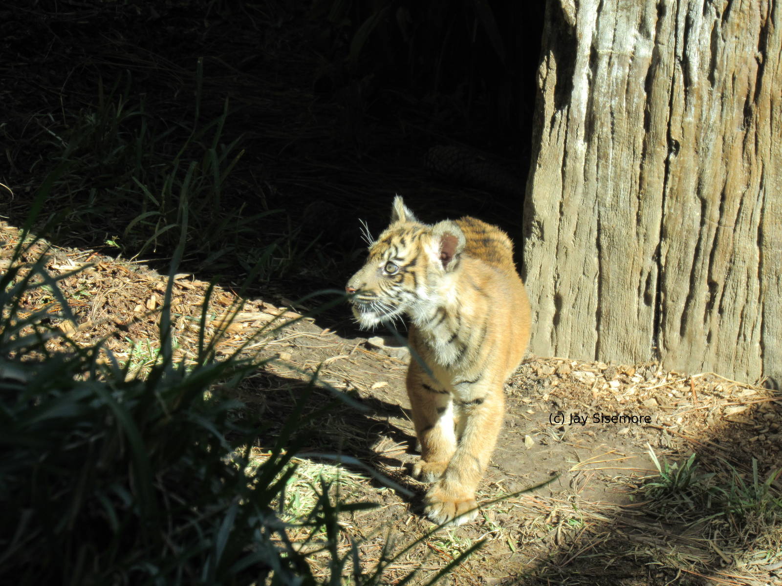 Suka, Sumatran Tiger