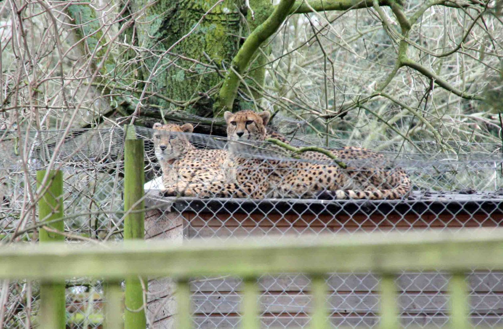 Suki and Juba Marwell's off show female cheetah's