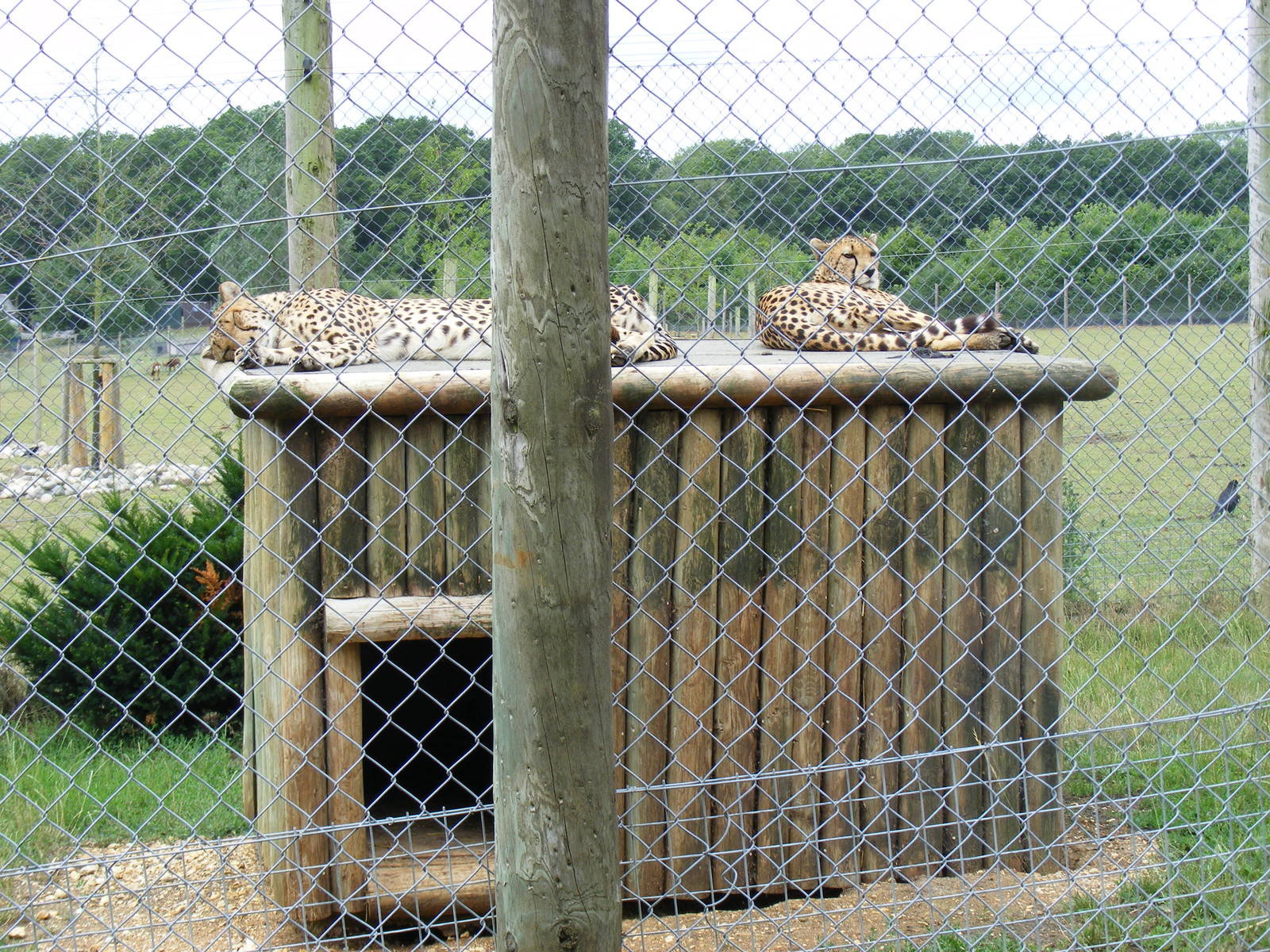 Suki and Juba the cheetahs at Marwell Wildlife, 18 July 2010