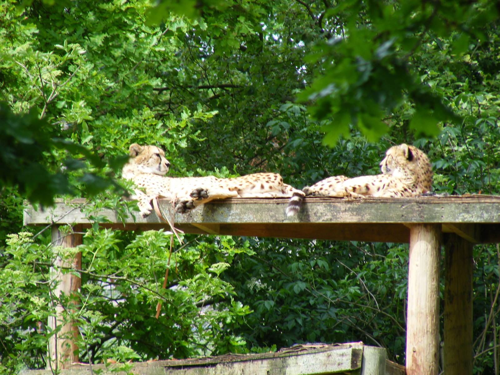 Suki and Juba the cheetahs at Marwell Wildlife, 31 May 2010