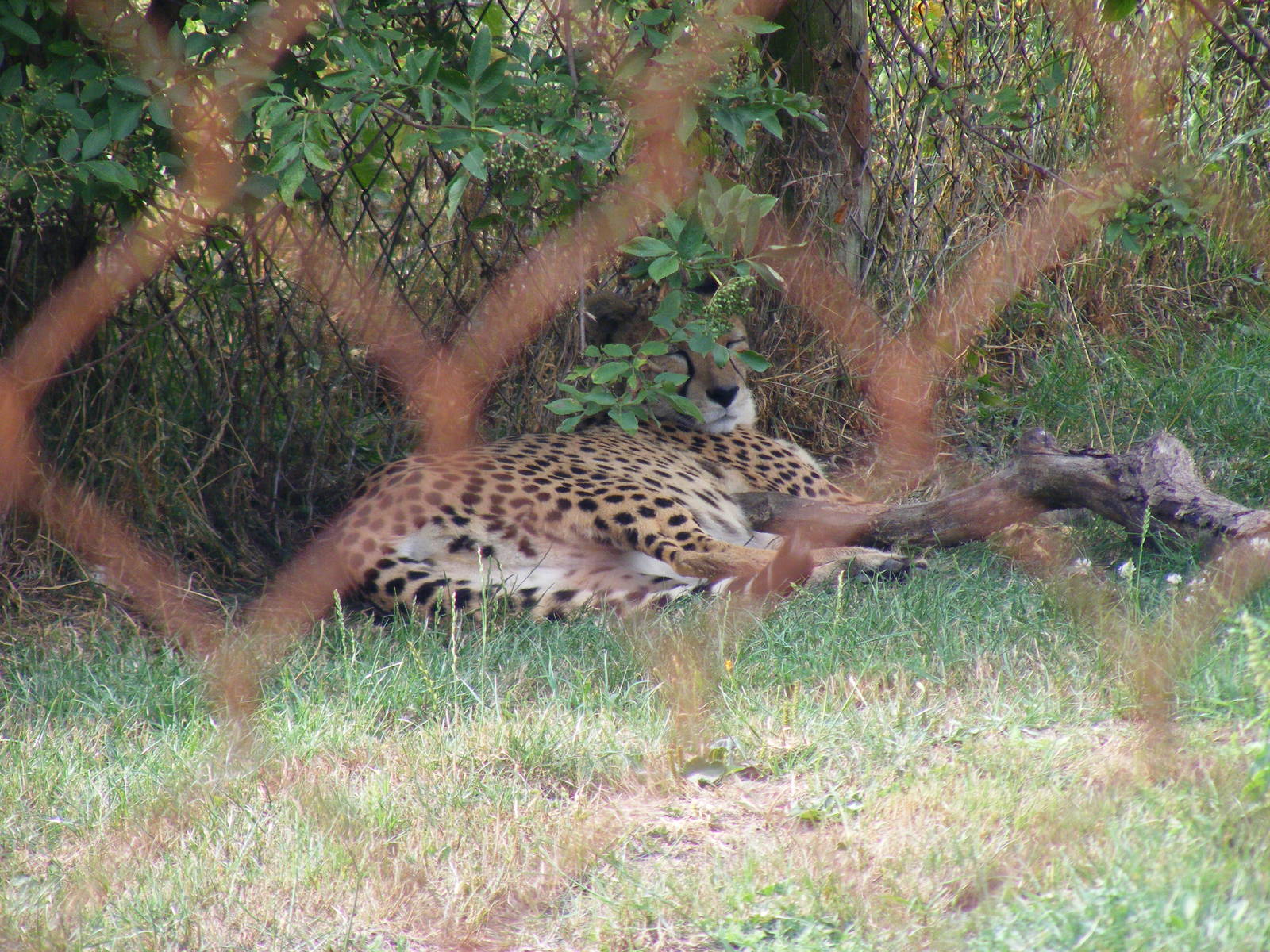 Suki or Juba the cheetah at Marwell Wildlife, 8 August 2010