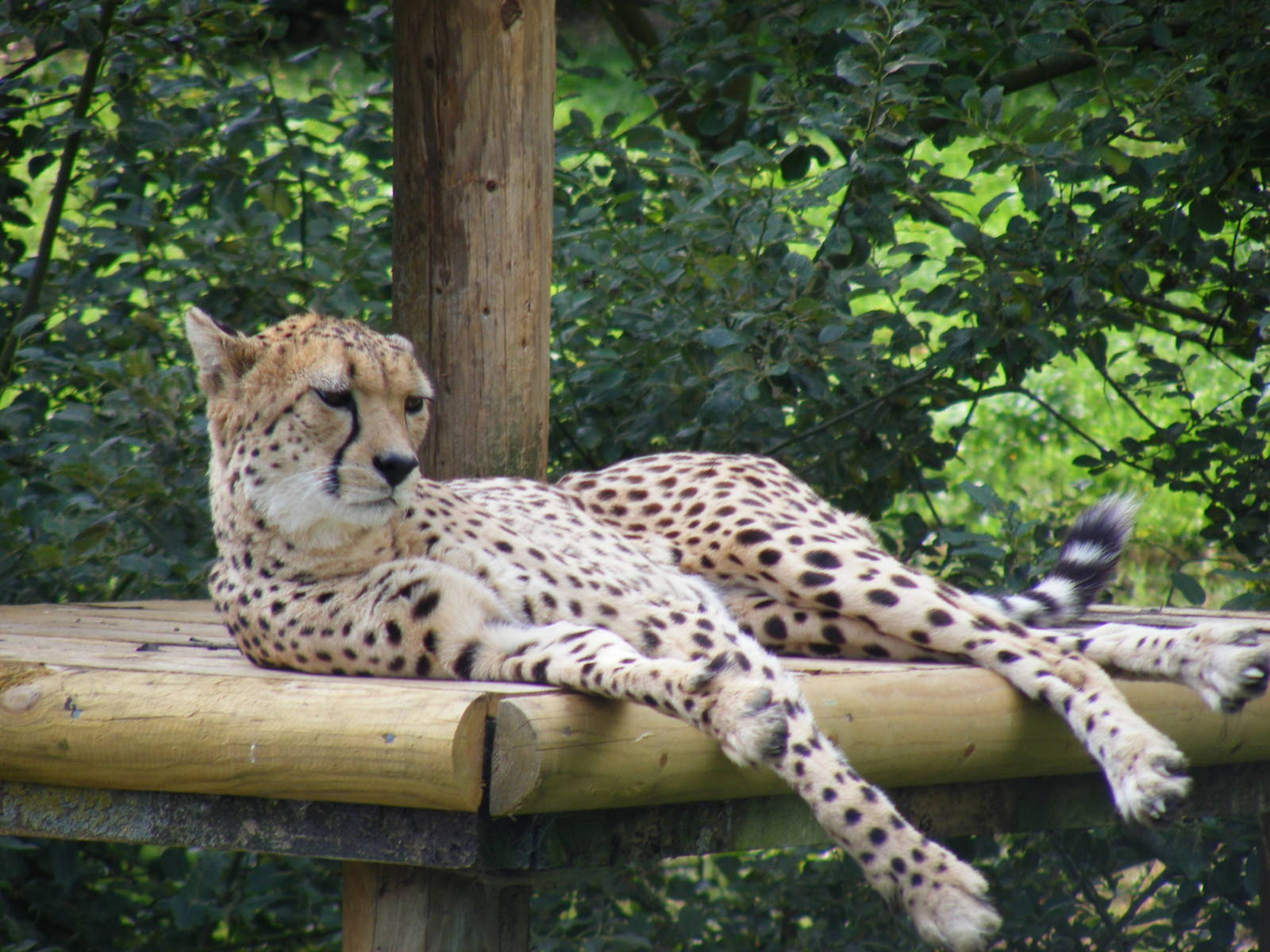 Suki or Juba the cheetah at Marwell Wildlife, 8 August 2010