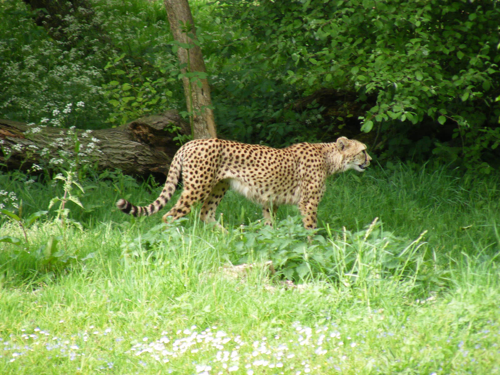 Suki or Juba the cheetah at Marwell Wildlife, 8 May 2011