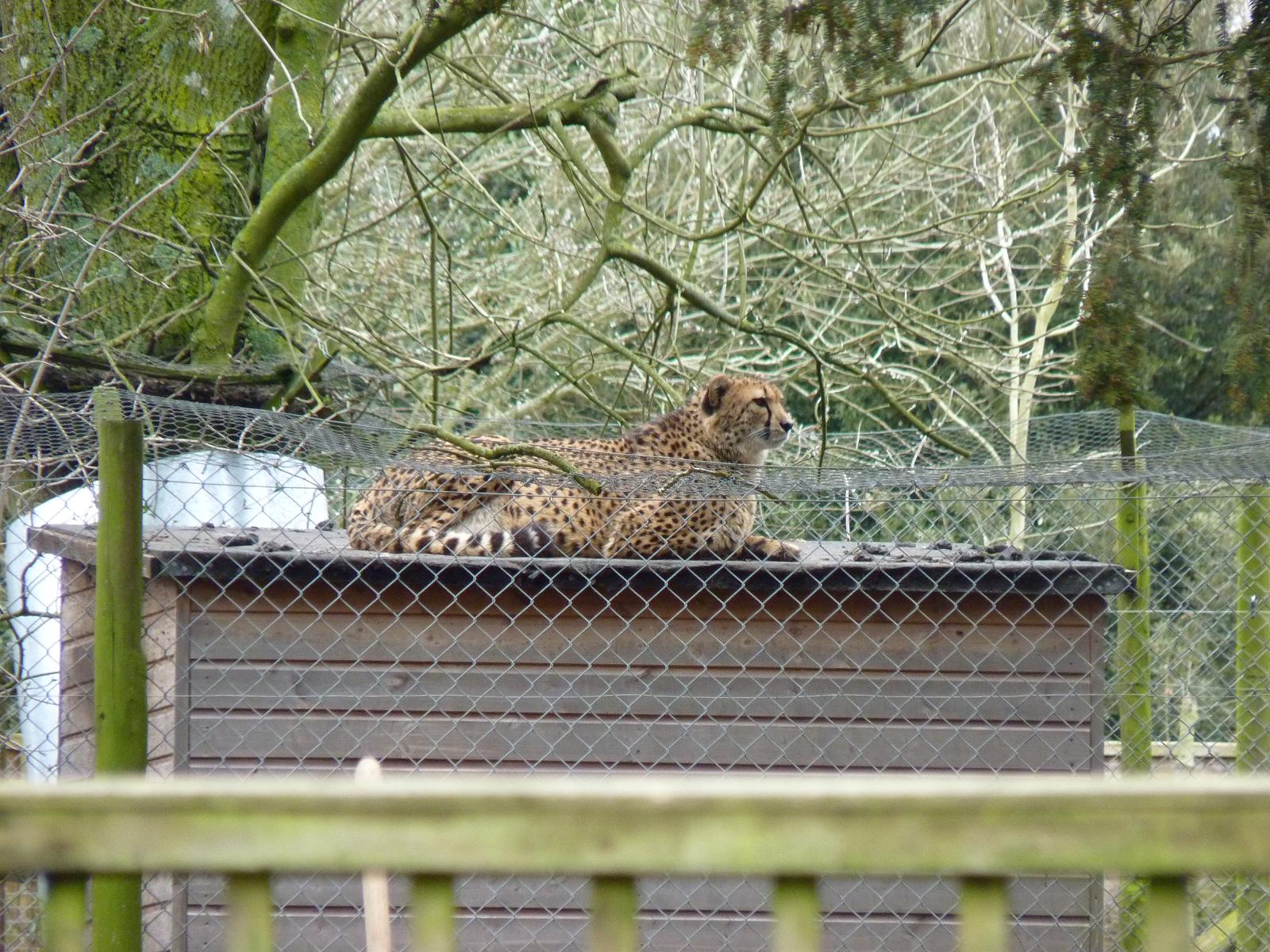 Suki or Juba the Cheetah
