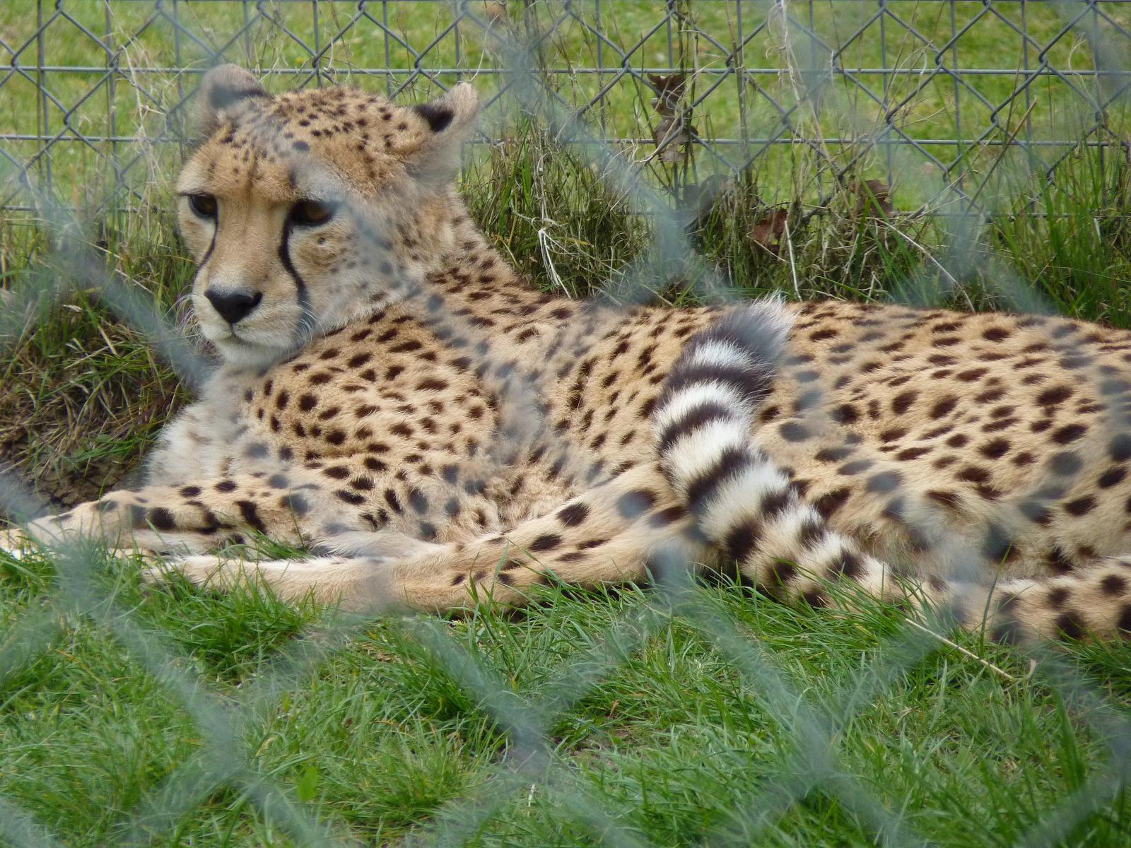 Suki or Juba the Cheetah