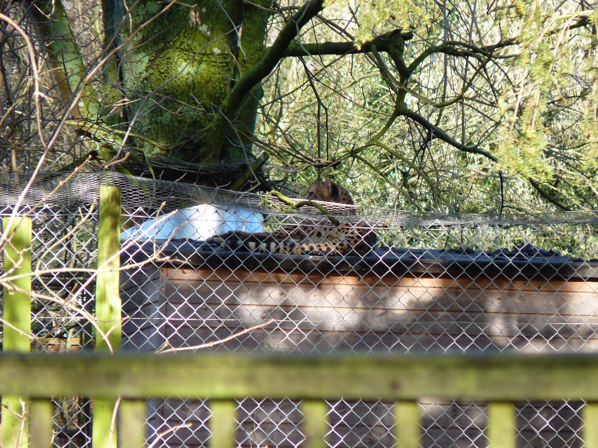 Suki or Juba the off-show Cheetah