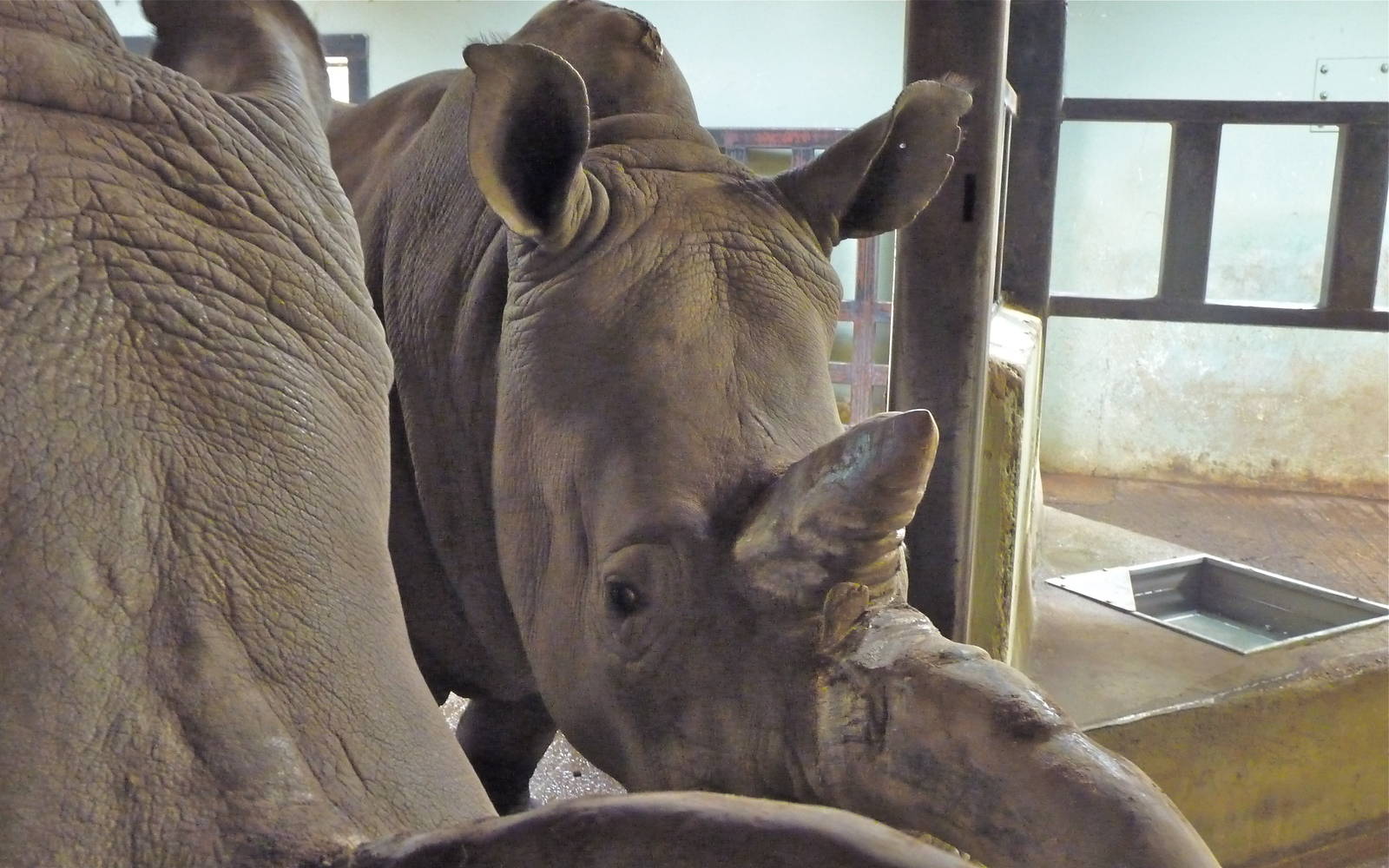 Sula and Kiri the White Rhinos