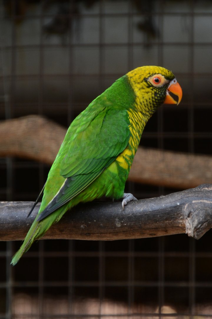 Sula lorikeet (Saudareos flavoviridis)