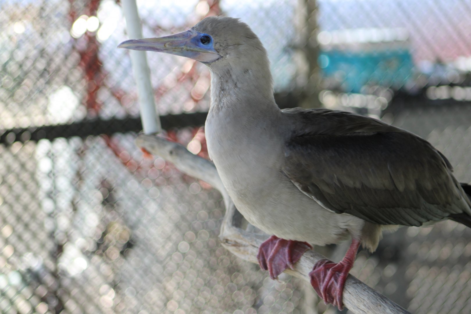 Sula the Red-Footed Booby (Sula sula)