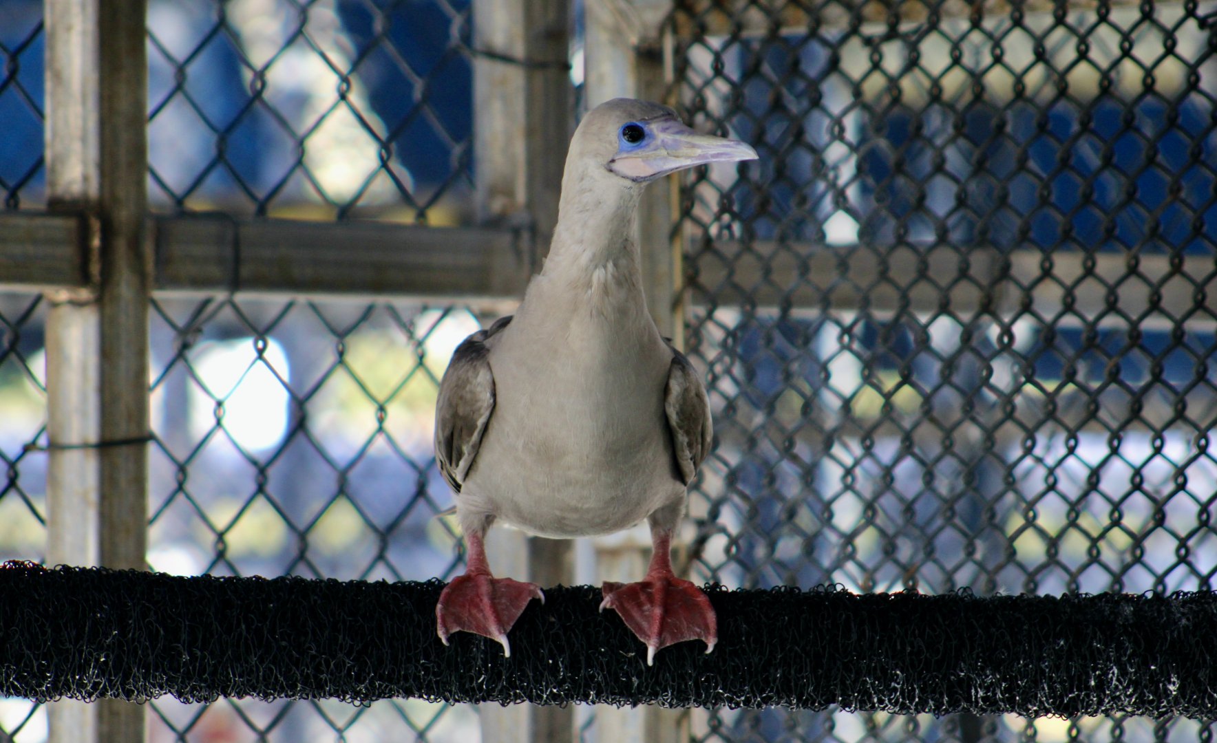 Sula the Red-Footed Booby (Sula sula)