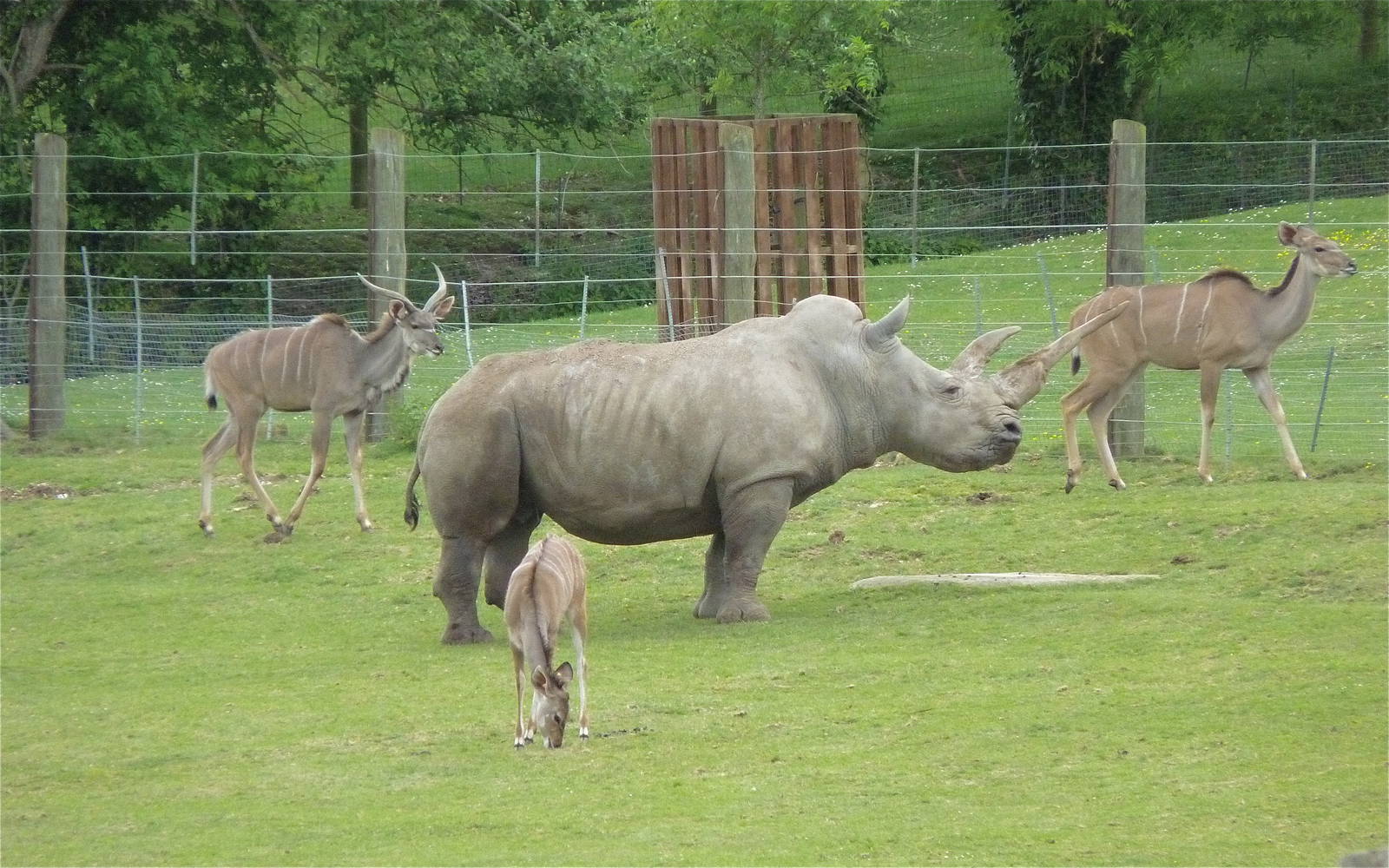 Sula the White Rhino with Kudu
