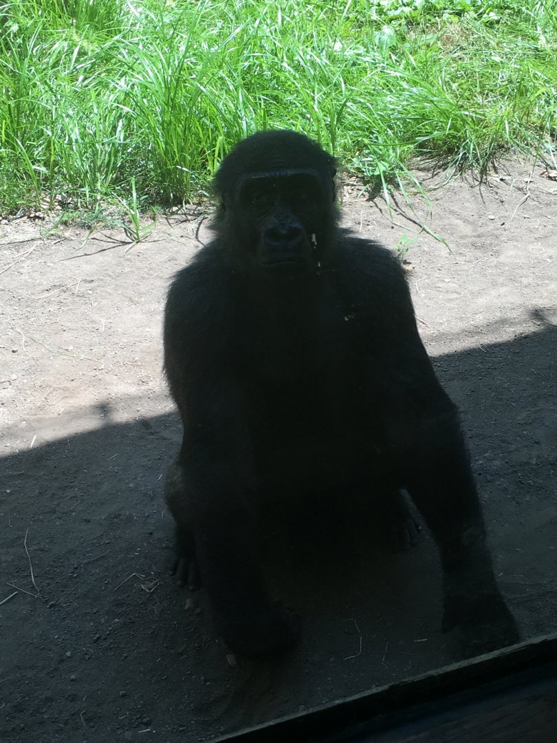 Sulaiman in the Shade | Milwaukee County Zoo