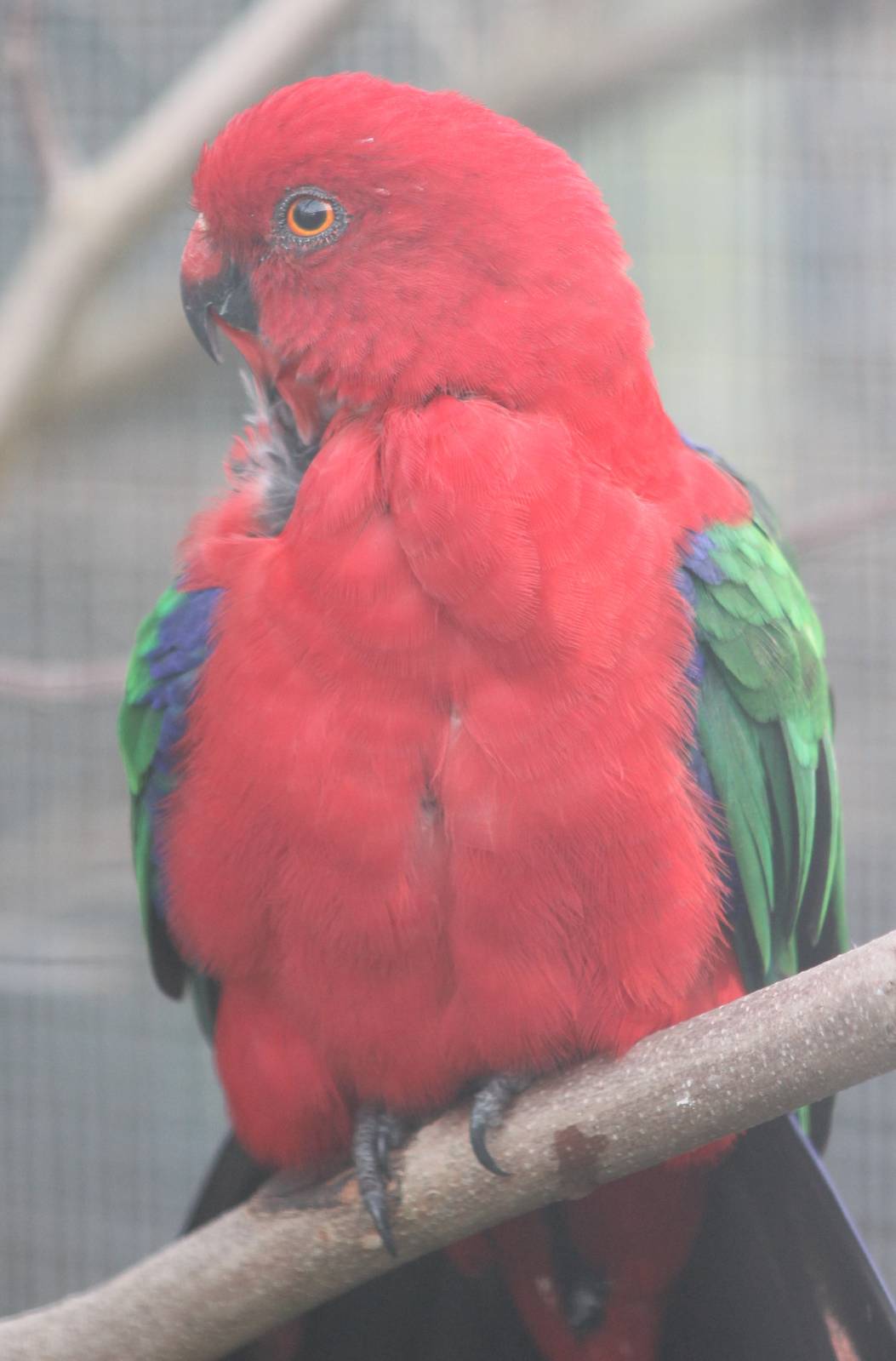 Sulawati king parrot