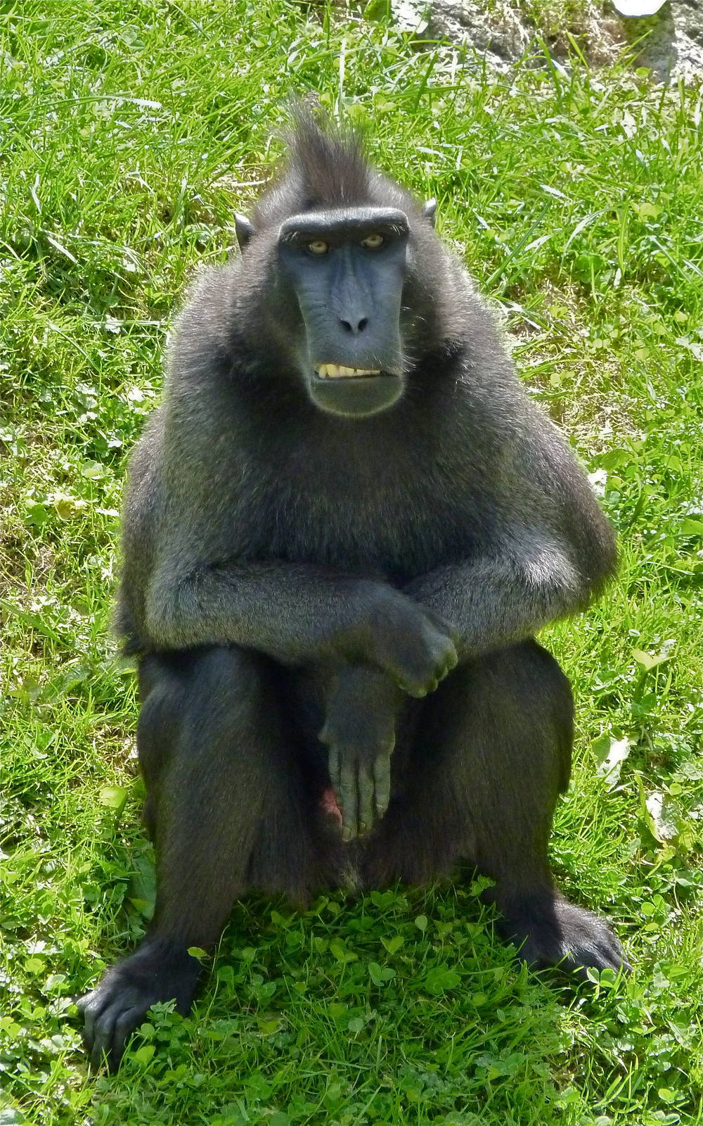 Sulawelsi Macaque