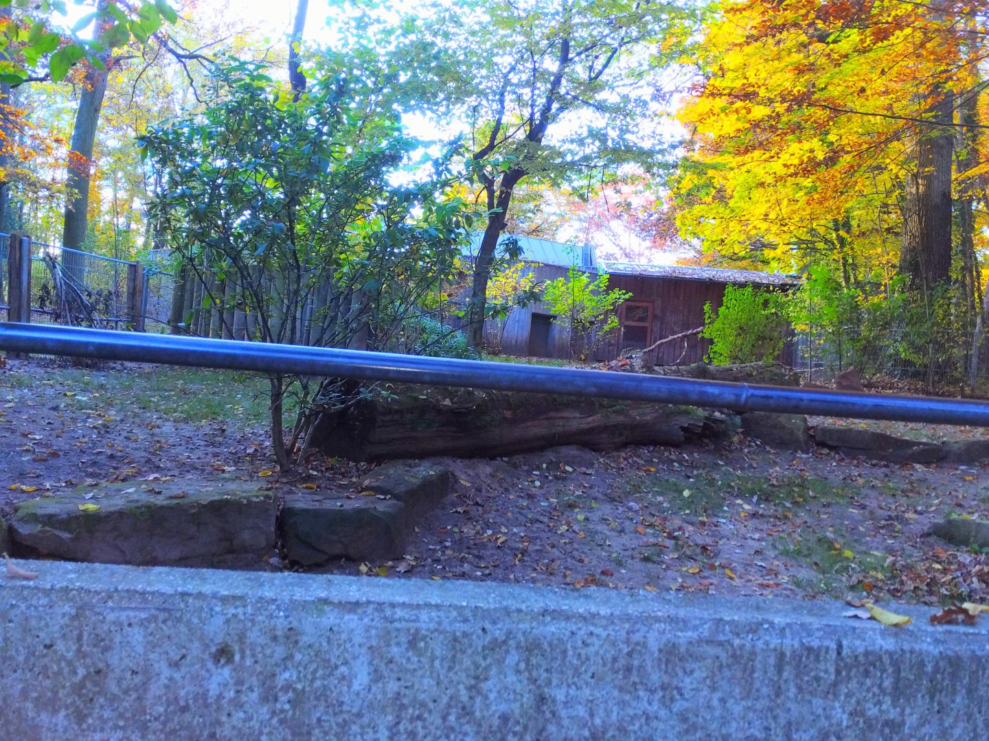 Sulawesan Babirusa Enclosure