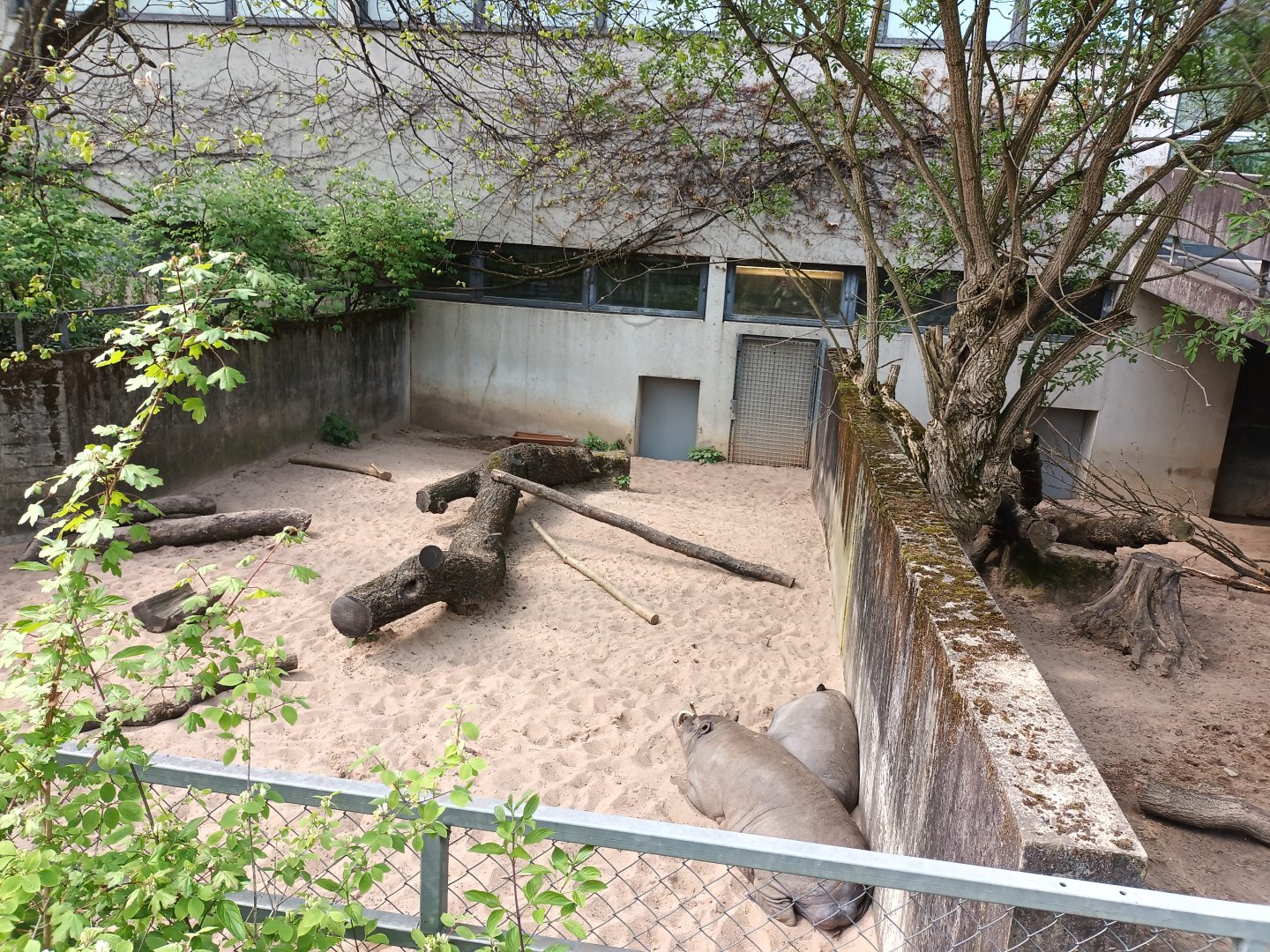 Sulawesan Babirusa Enclosure