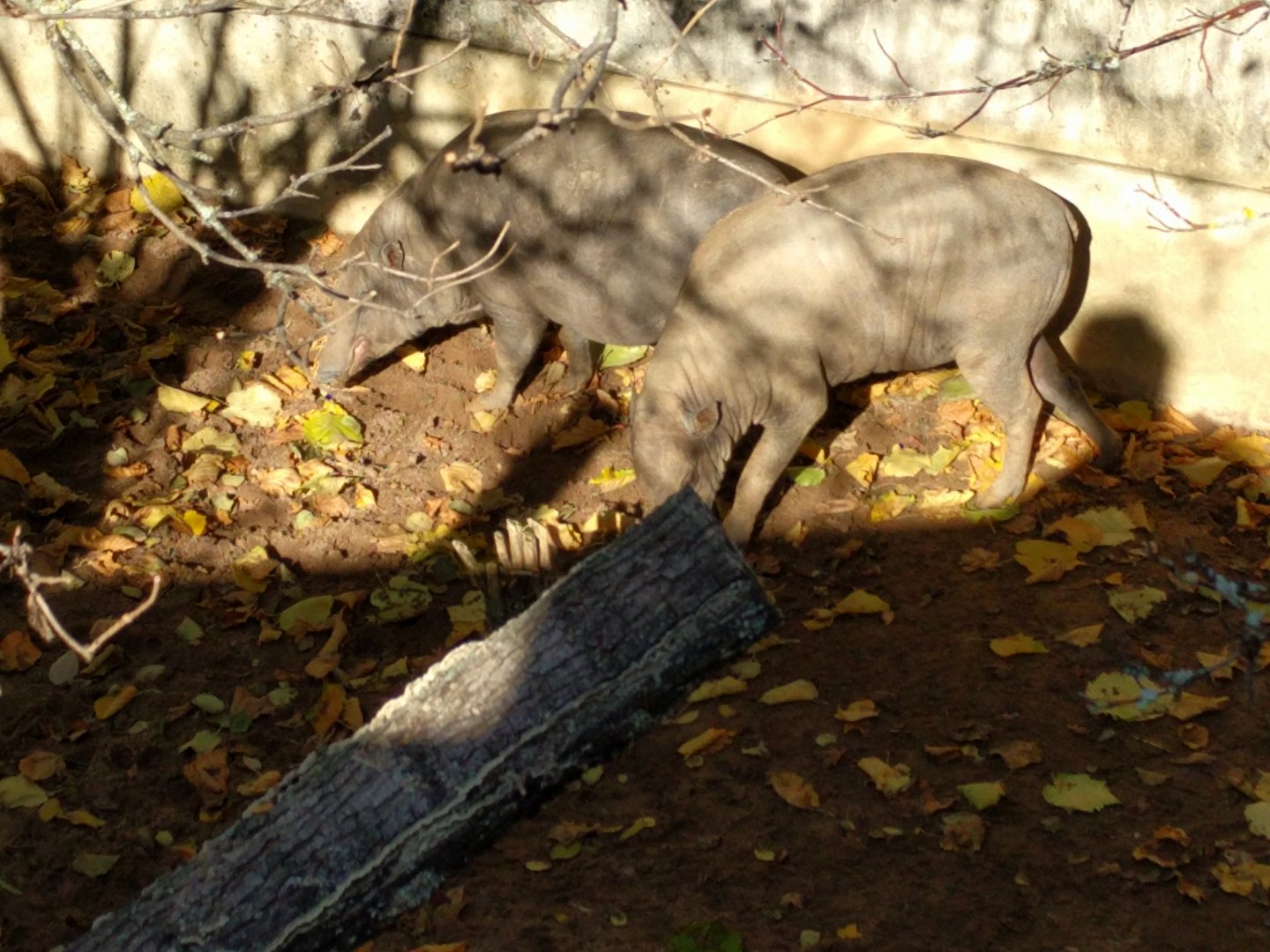 Sulawesan babirusas