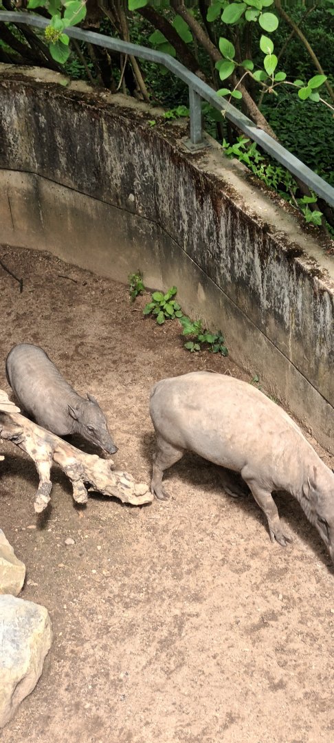 Sulawesan Babirusas