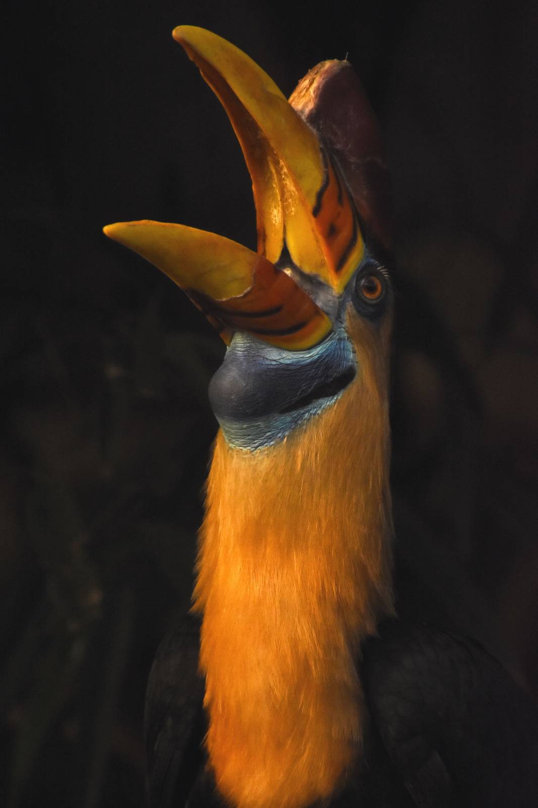 Sulawese knobbed hornbill