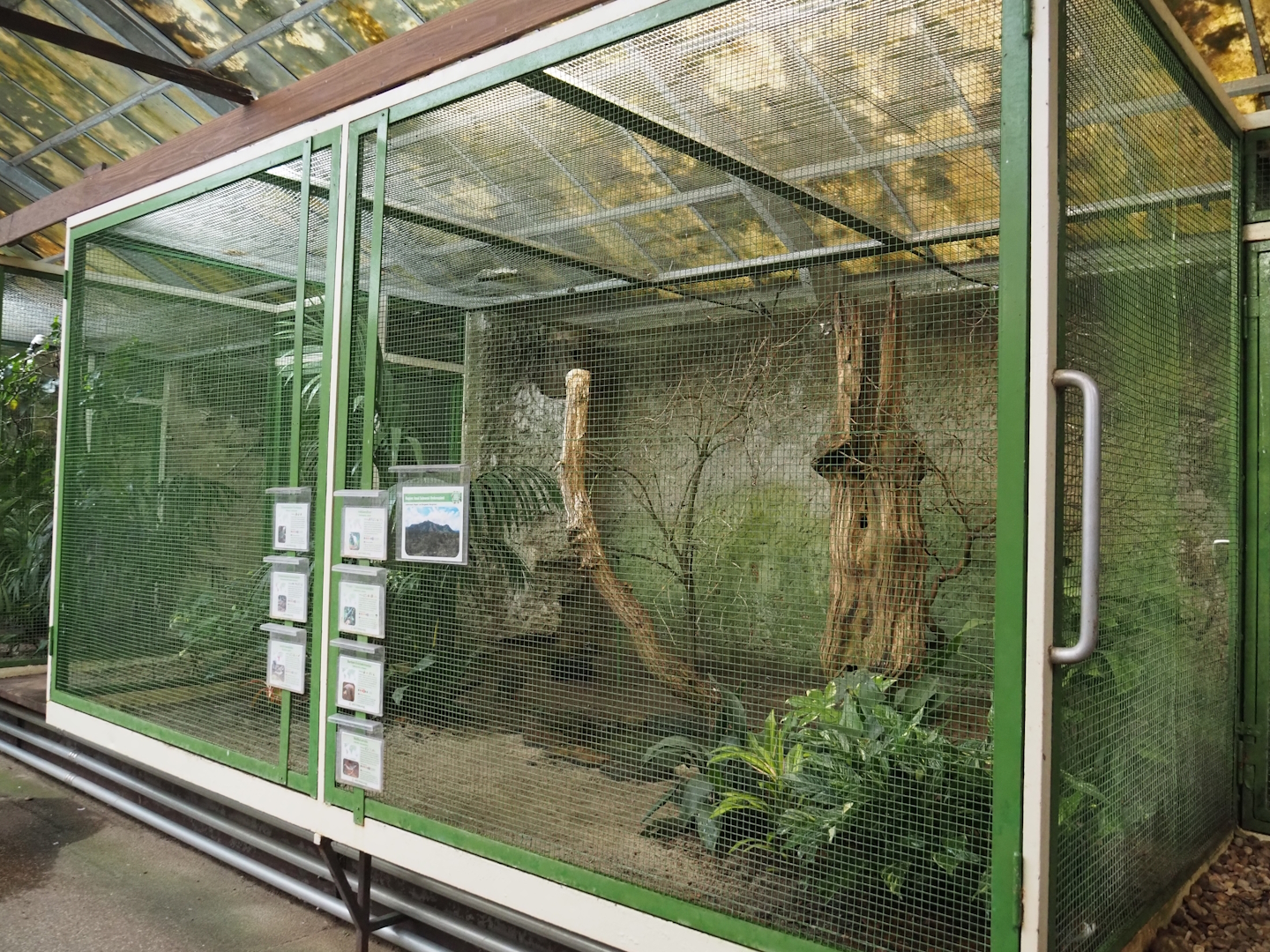 Sulawesi aviary, 2024-05-22