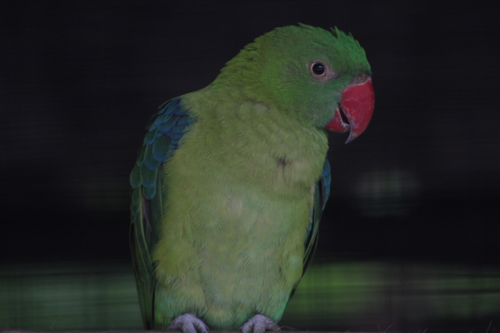 Sulawesi azure-rumped parrot (Tanygnathus sumatranus sumatranus) - Aviary Park