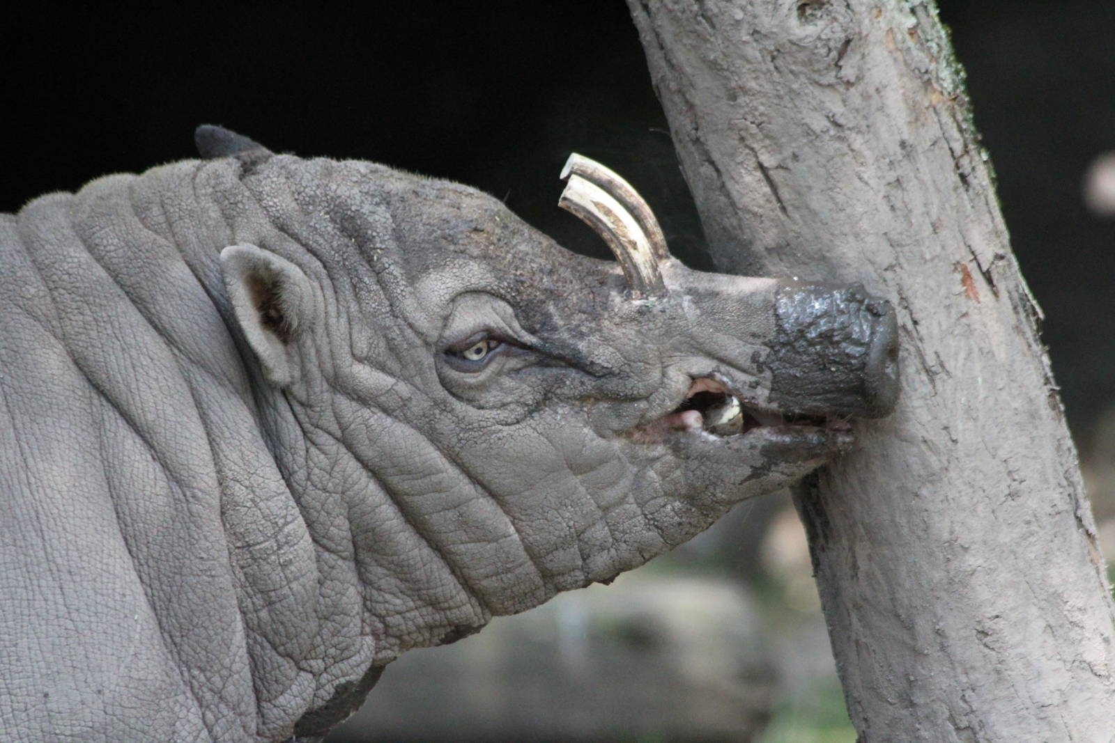 Sulawesi Babarusia Boar