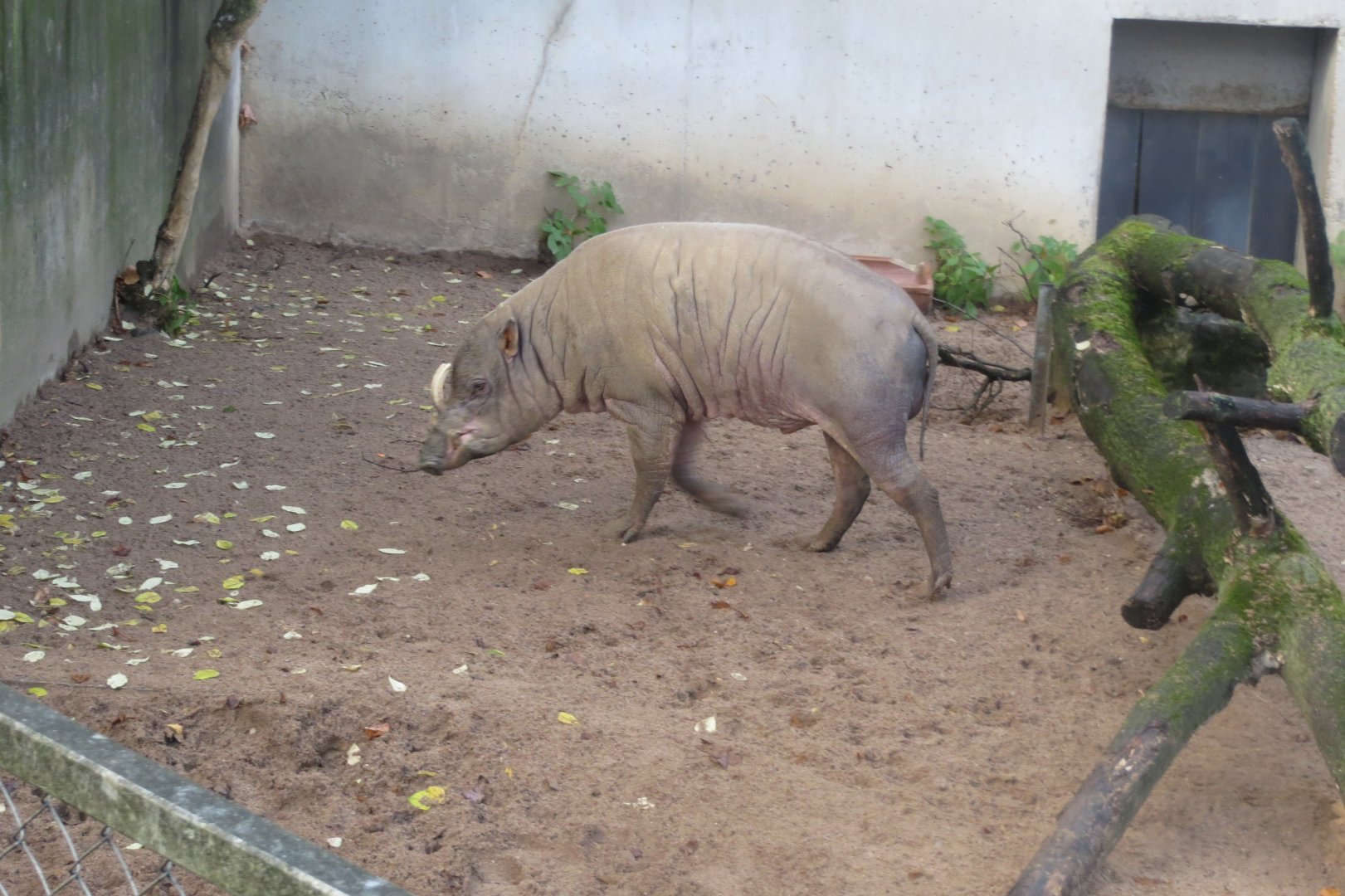 Sulawesi babirusa 011218