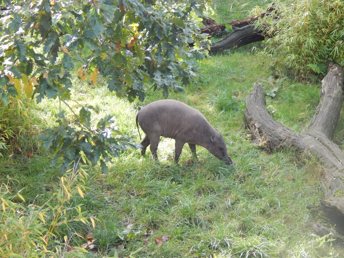 Sulawesi babirusa 071020