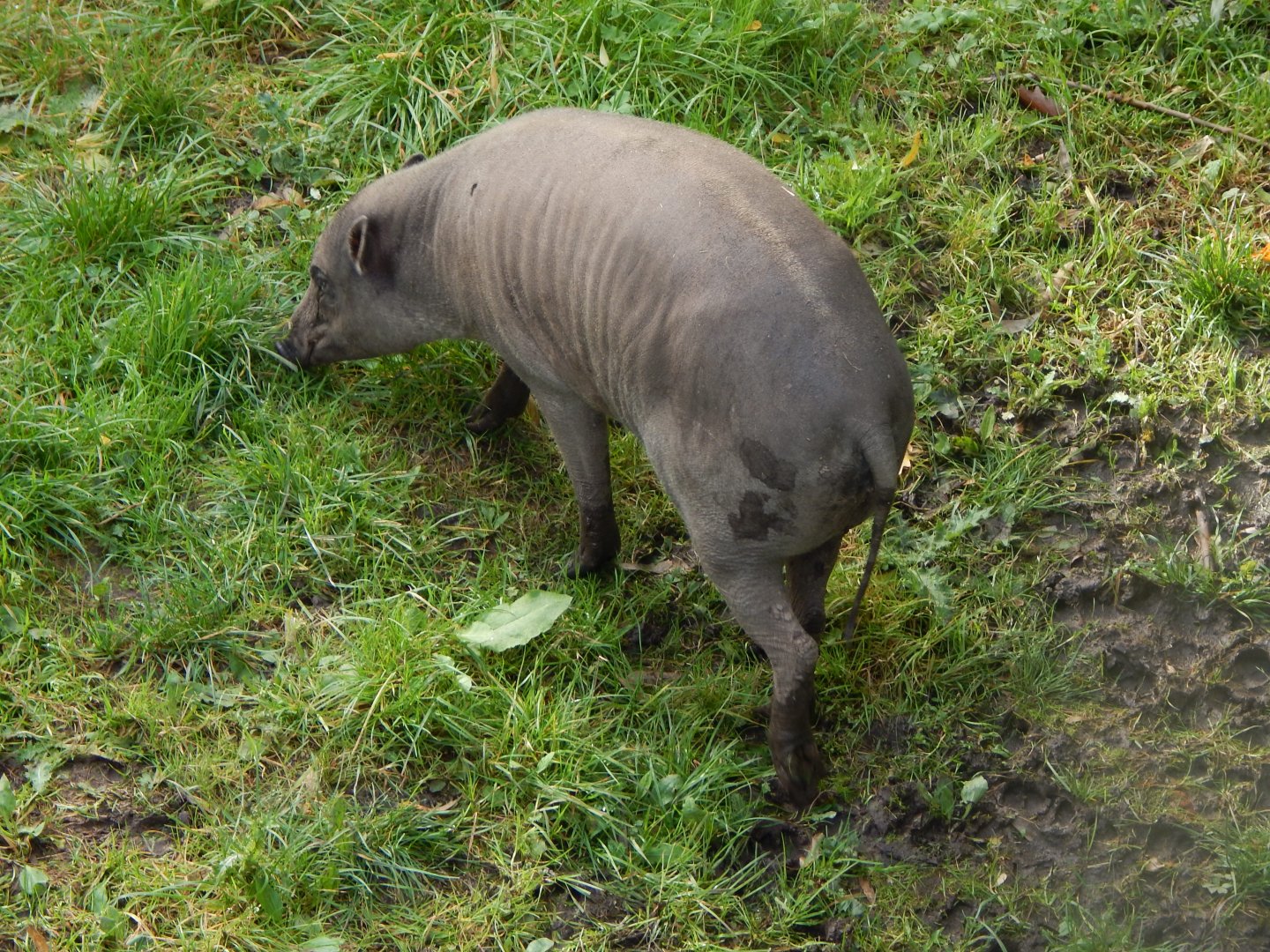 Sulawesi babirusa 071020