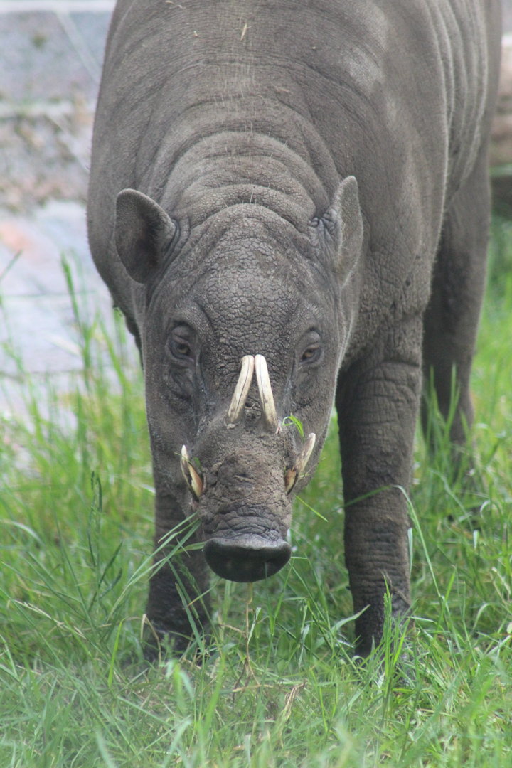 Sulawesi Babirusa- 18th May 2022