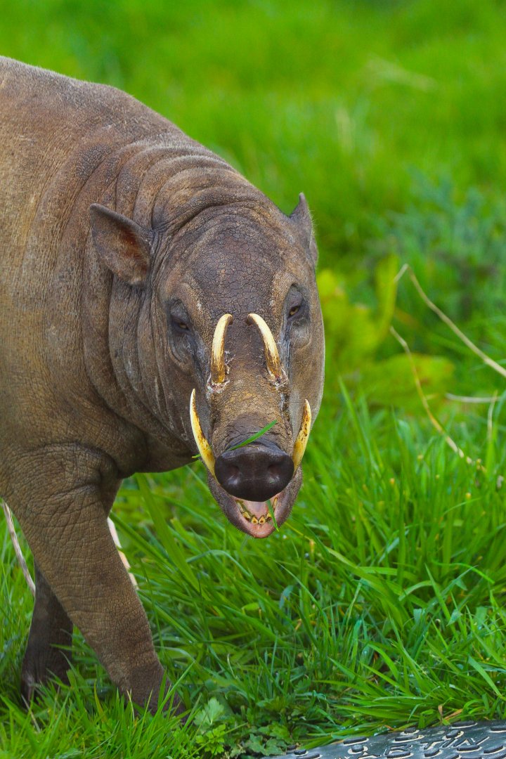 Sulawesi Babirusa- 2nd April 2024