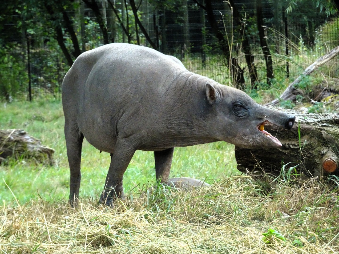 Sulawesi Babirusa 6 September 2025