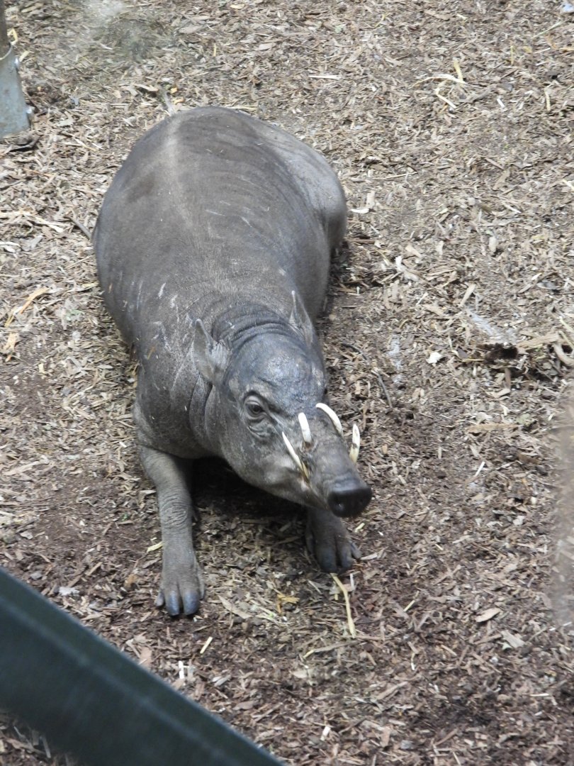 Sulawesi Babirusa- 8th January 2024