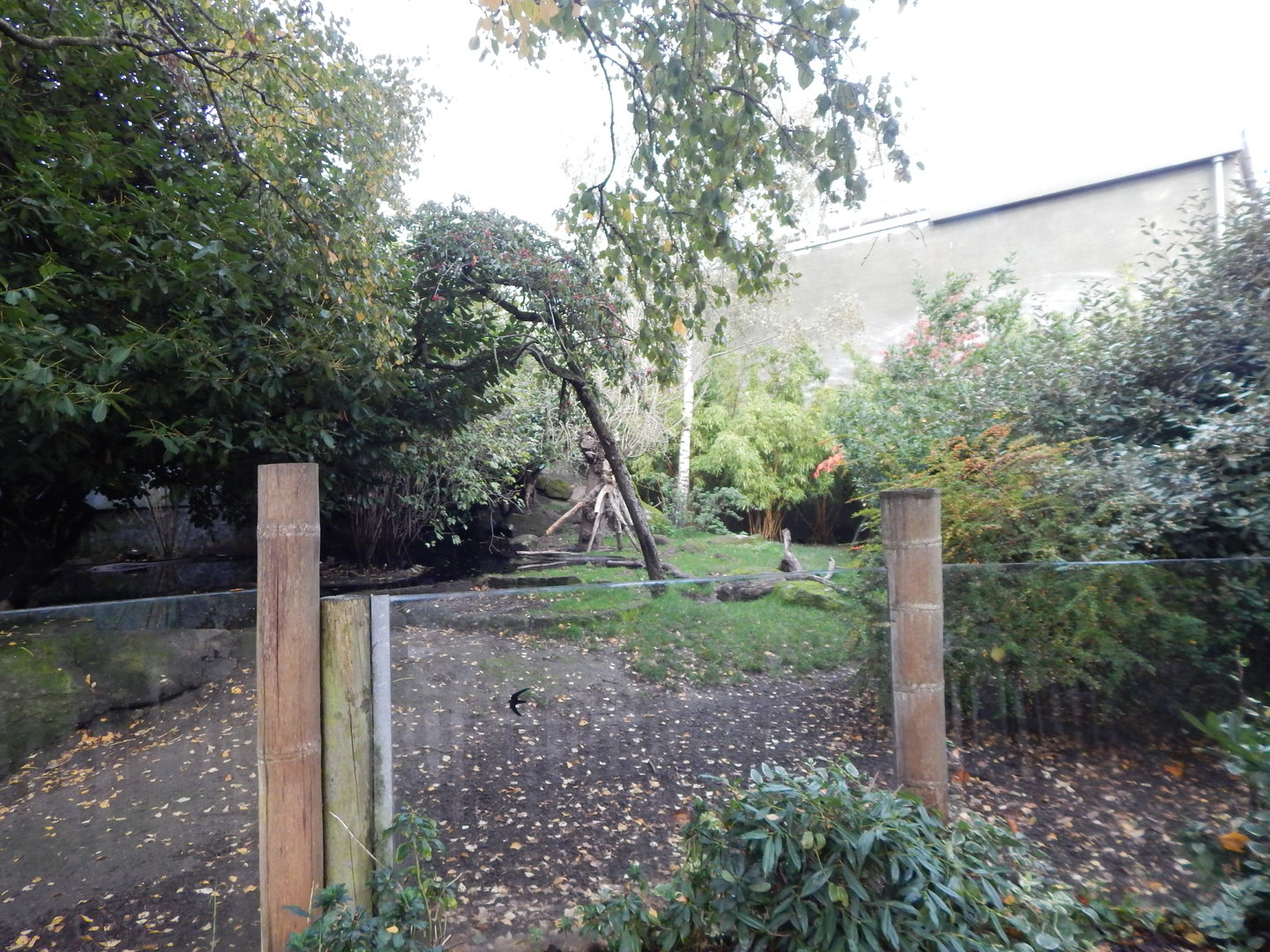 Sulawesi babirusa and Asian small-clawed otter enclosure 221022