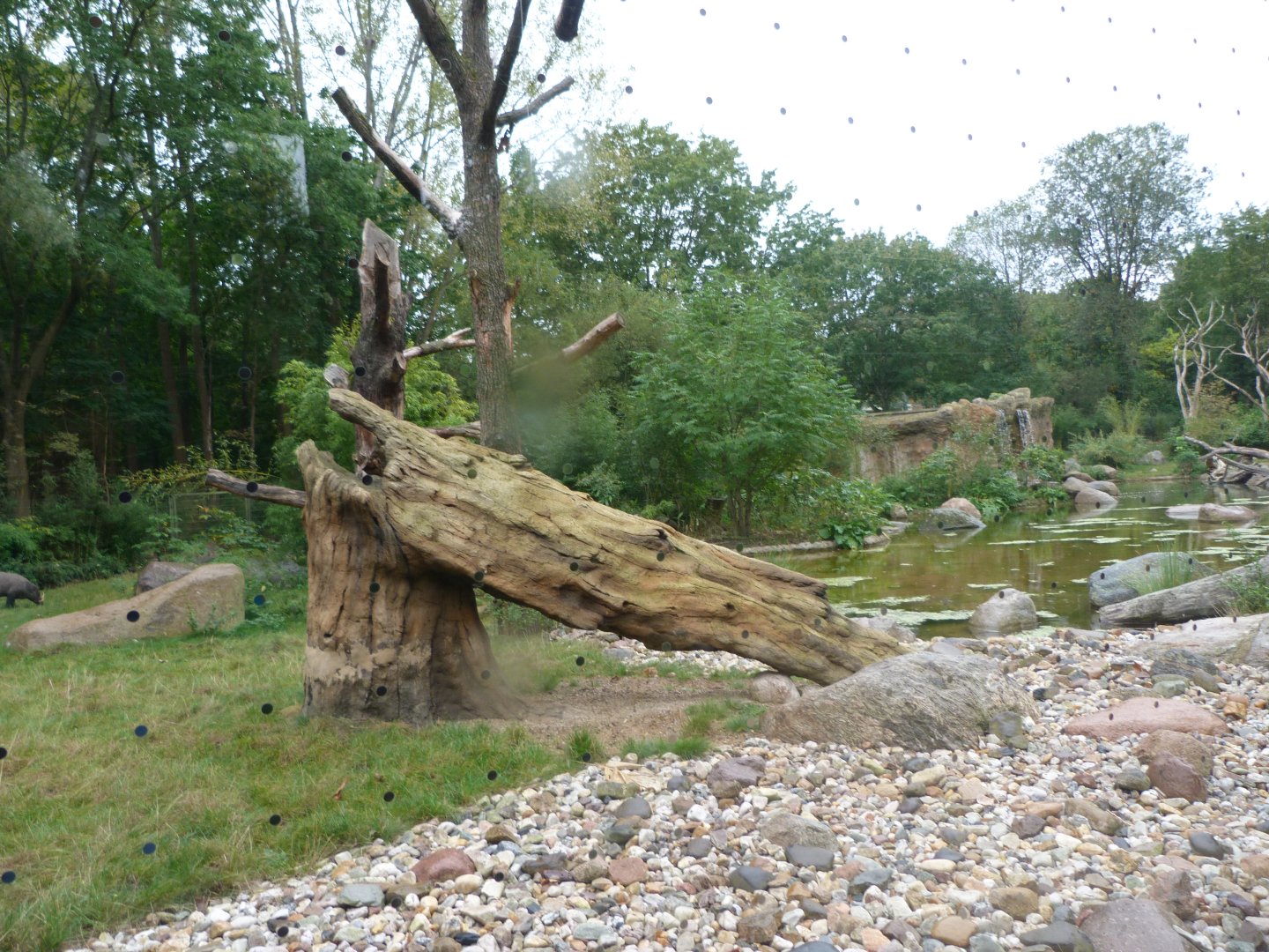 Sulawesi babirusa, Asian short-clawed otter and Black crested macaque exhibit -Tierpark Berlin (2024)