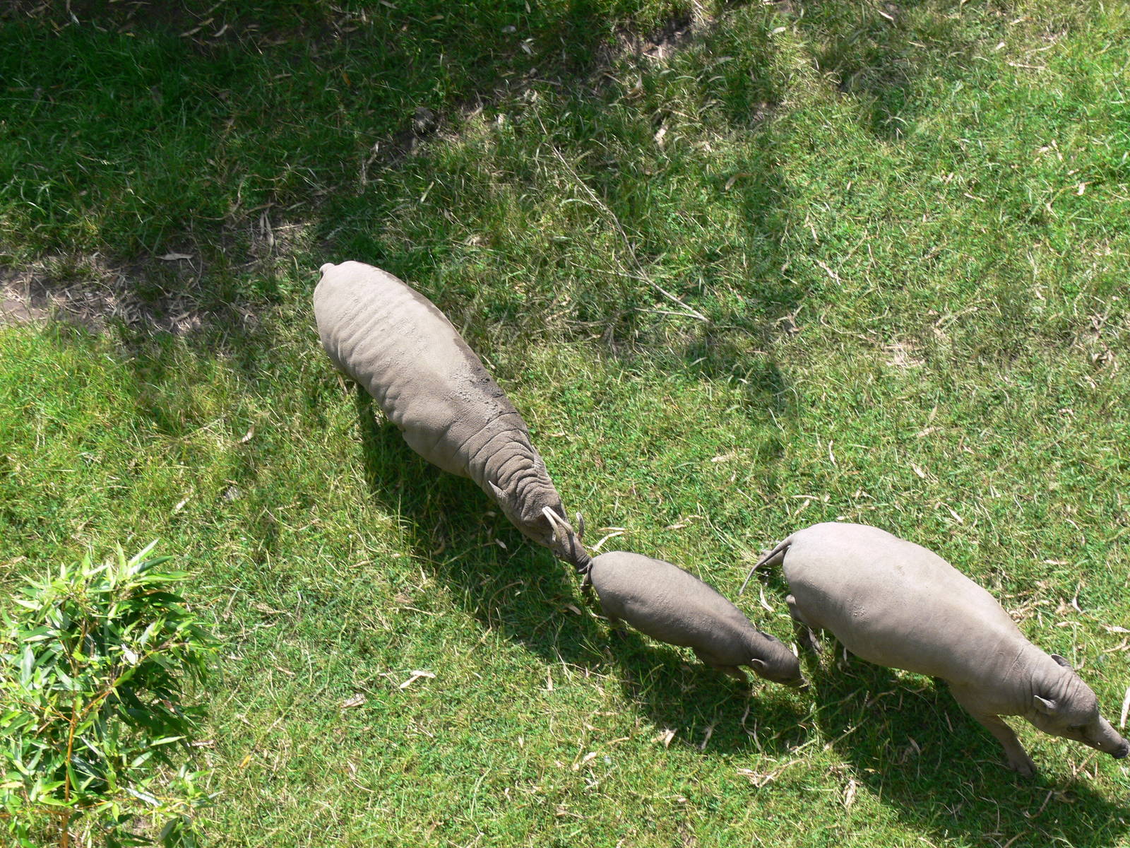 Sulawesi Babirusa at Chester Zoo, 06/07/13