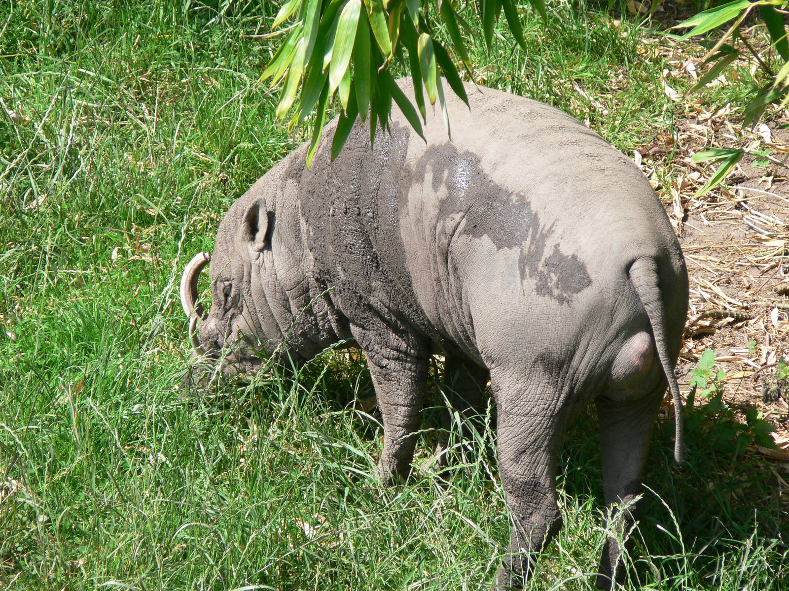 Sulawesi Babirusa at Chester Zoo, 06/07/13